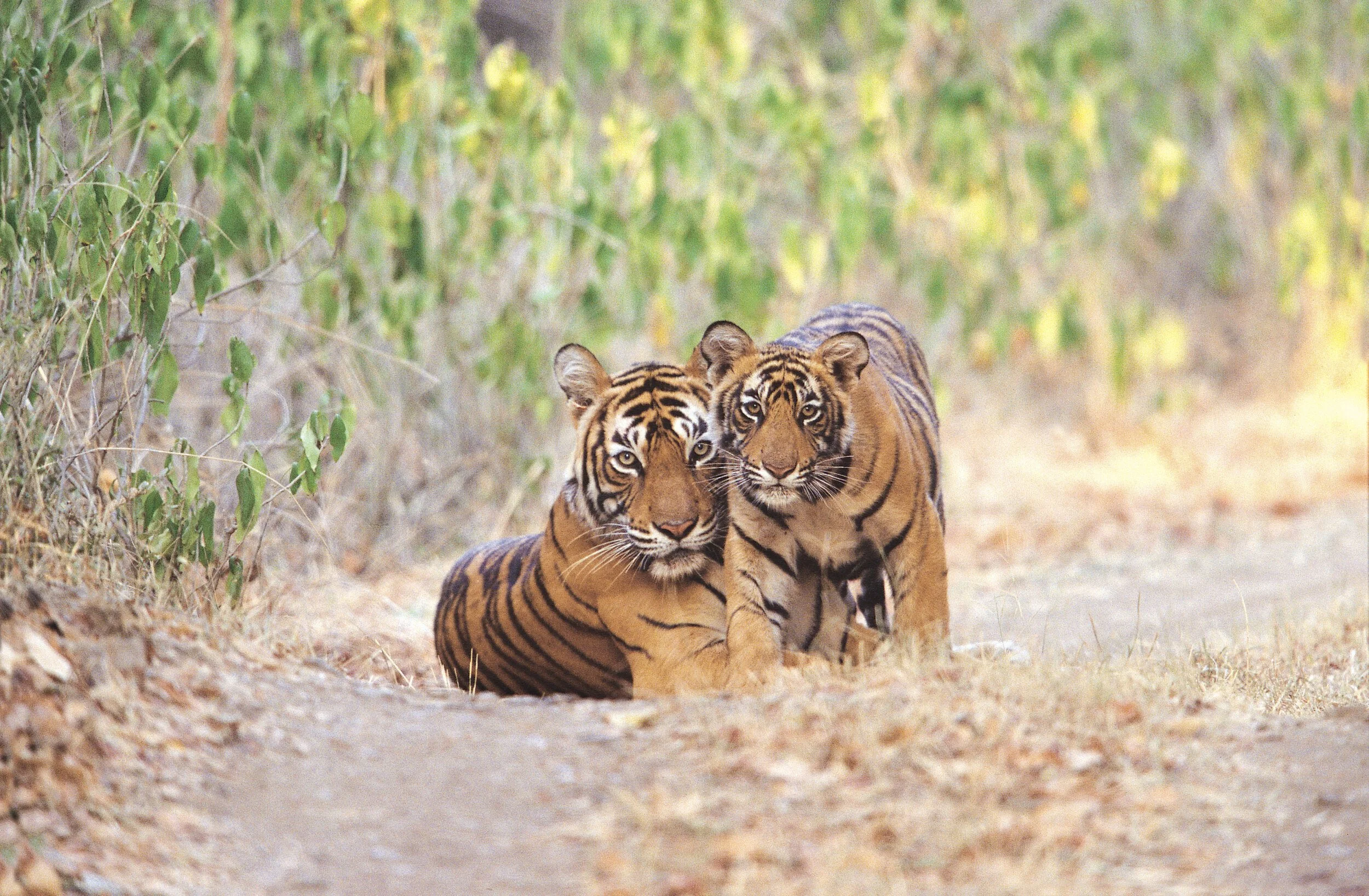 The two cubs of the second litter · 2003