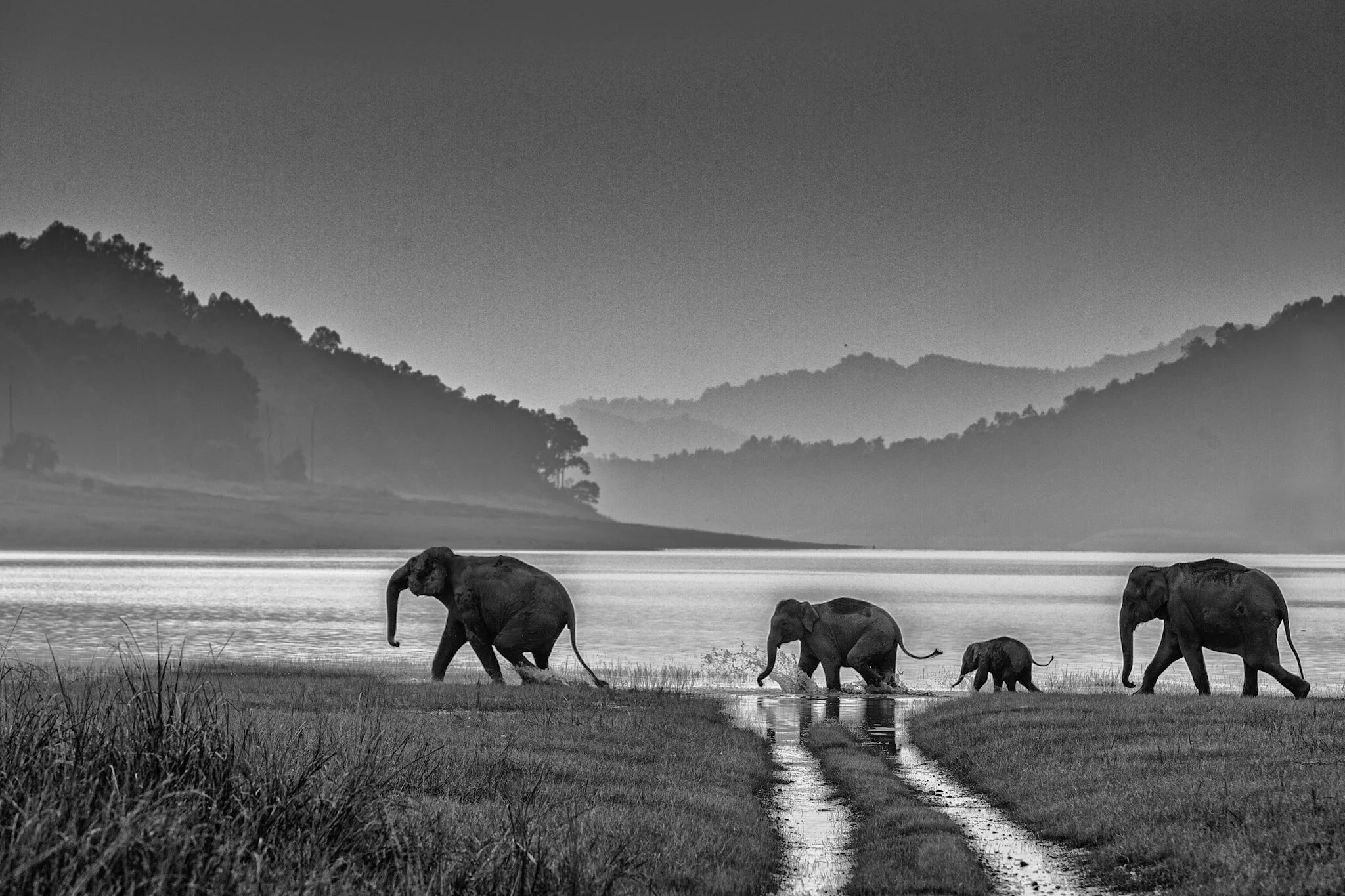 Herd and the Ramganga, black and white