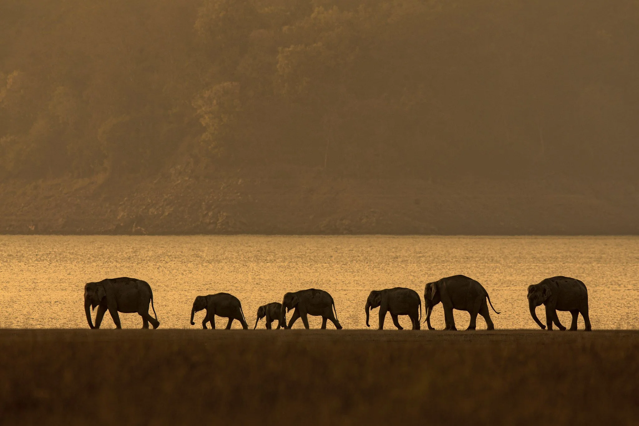 Herd in silhouette