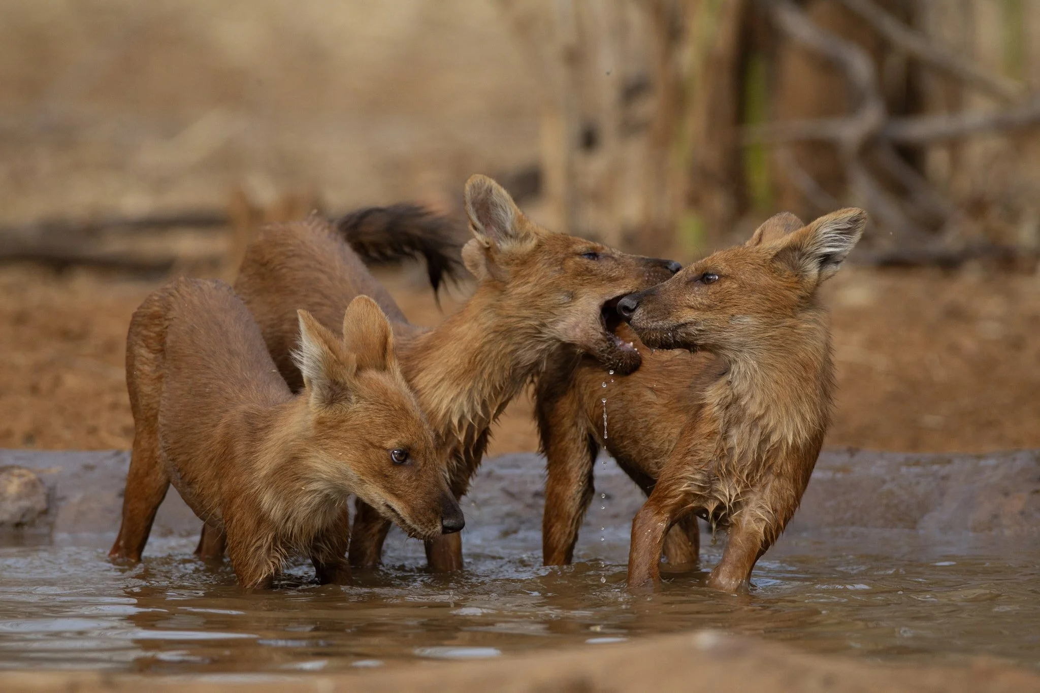 Dhole pack at the water