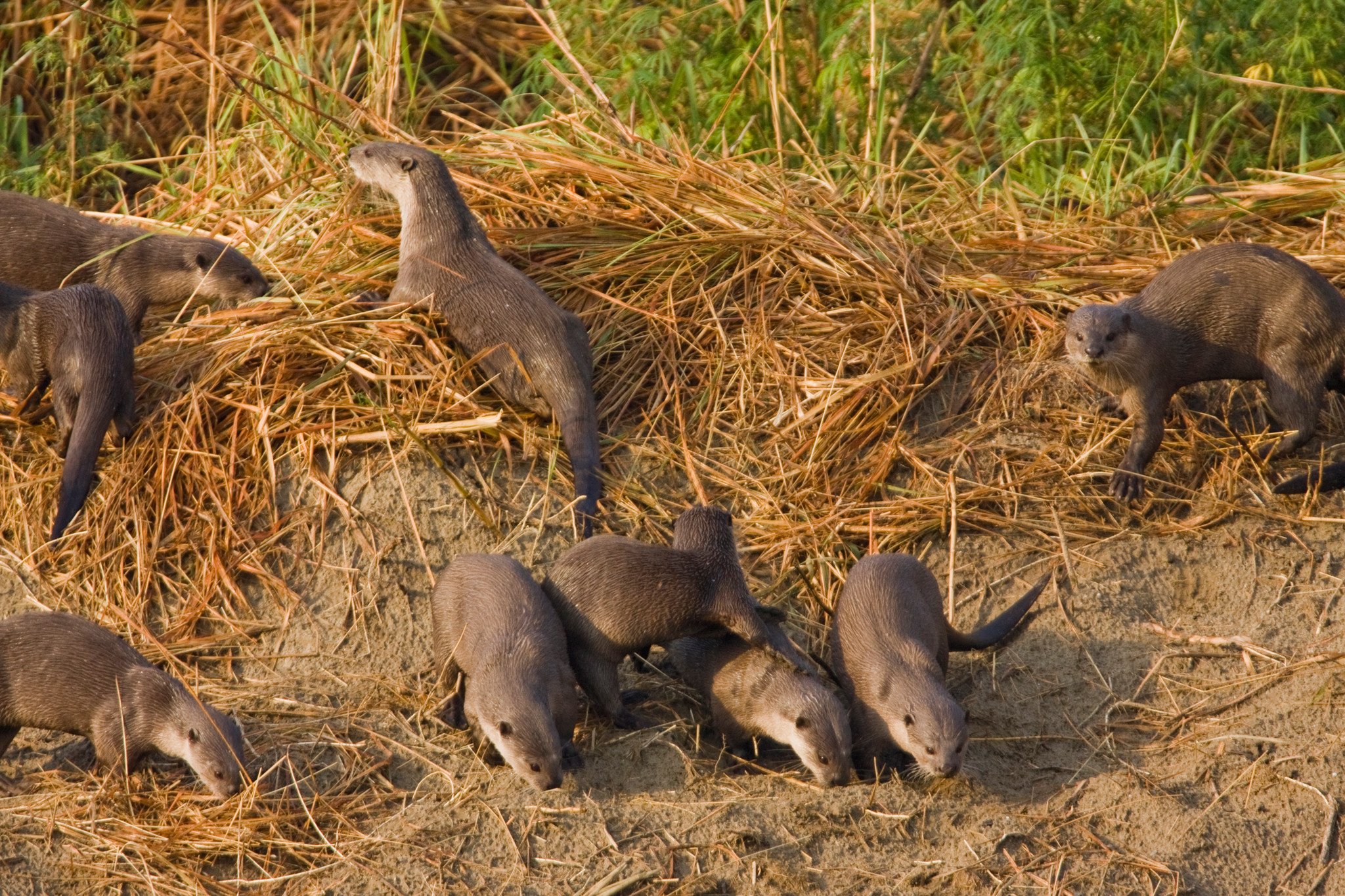 Drying off on the bank