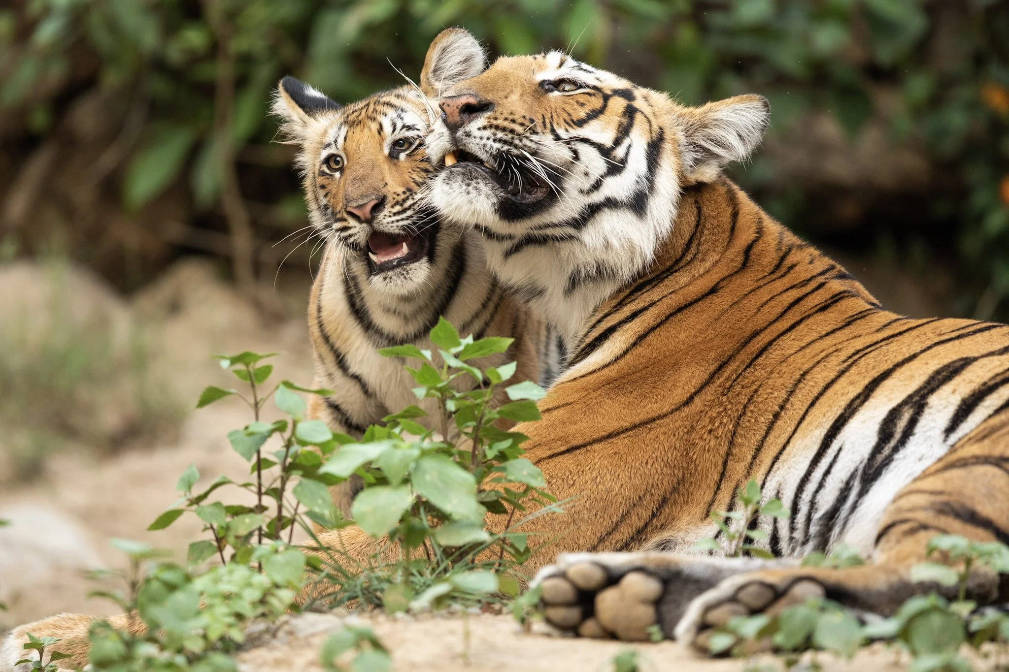 Tigers nuzzling, 2019