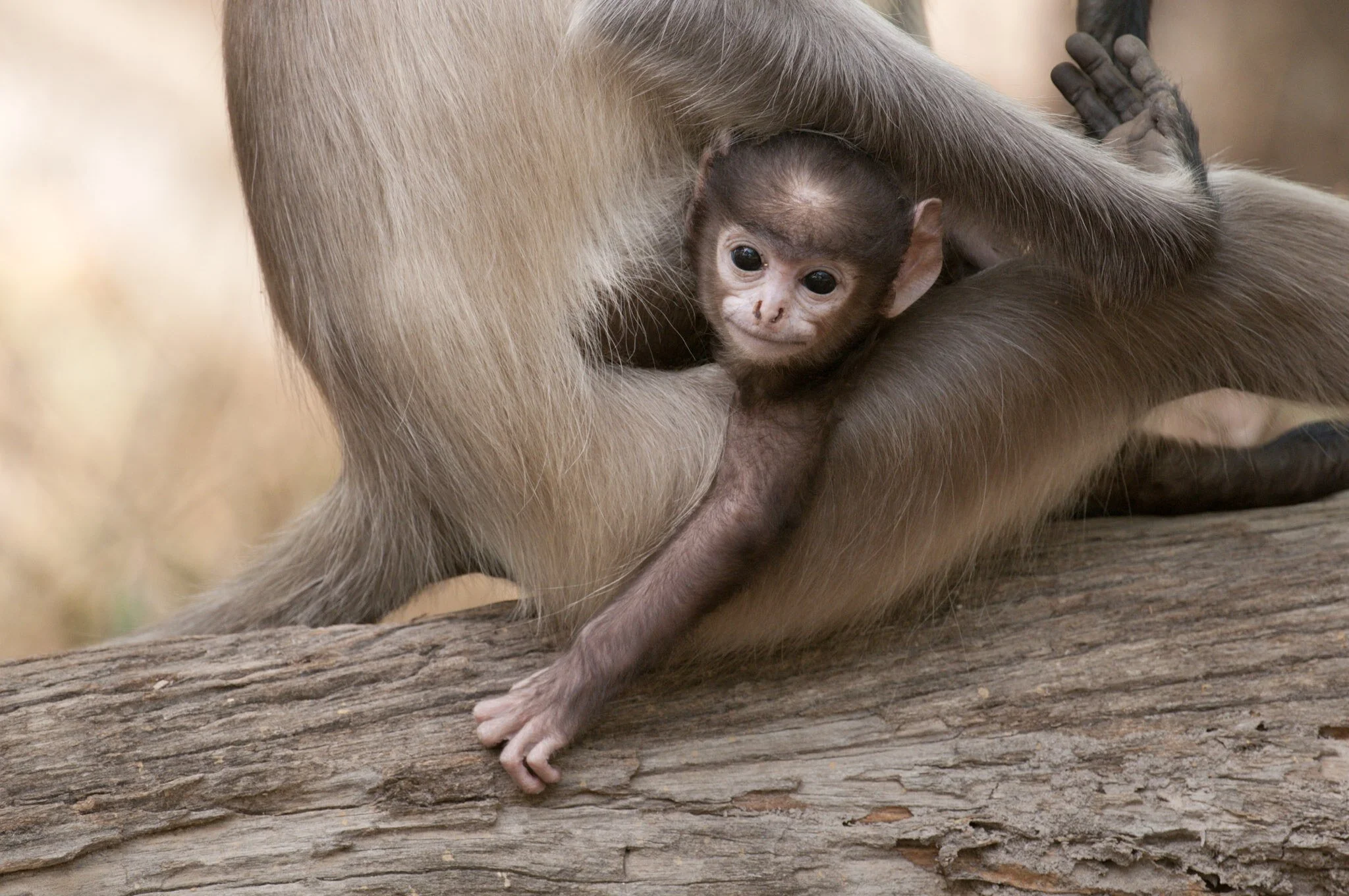 Langur mother and infant
