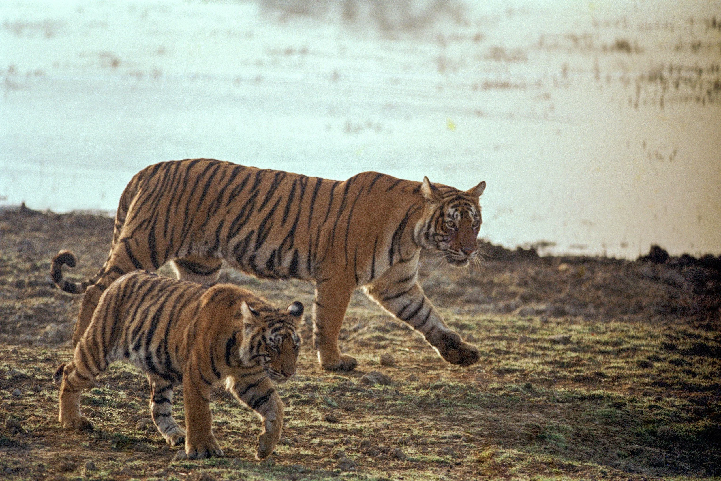 The Queen Mother with young Machli on the lakeshore · Ranthambhore, 1998