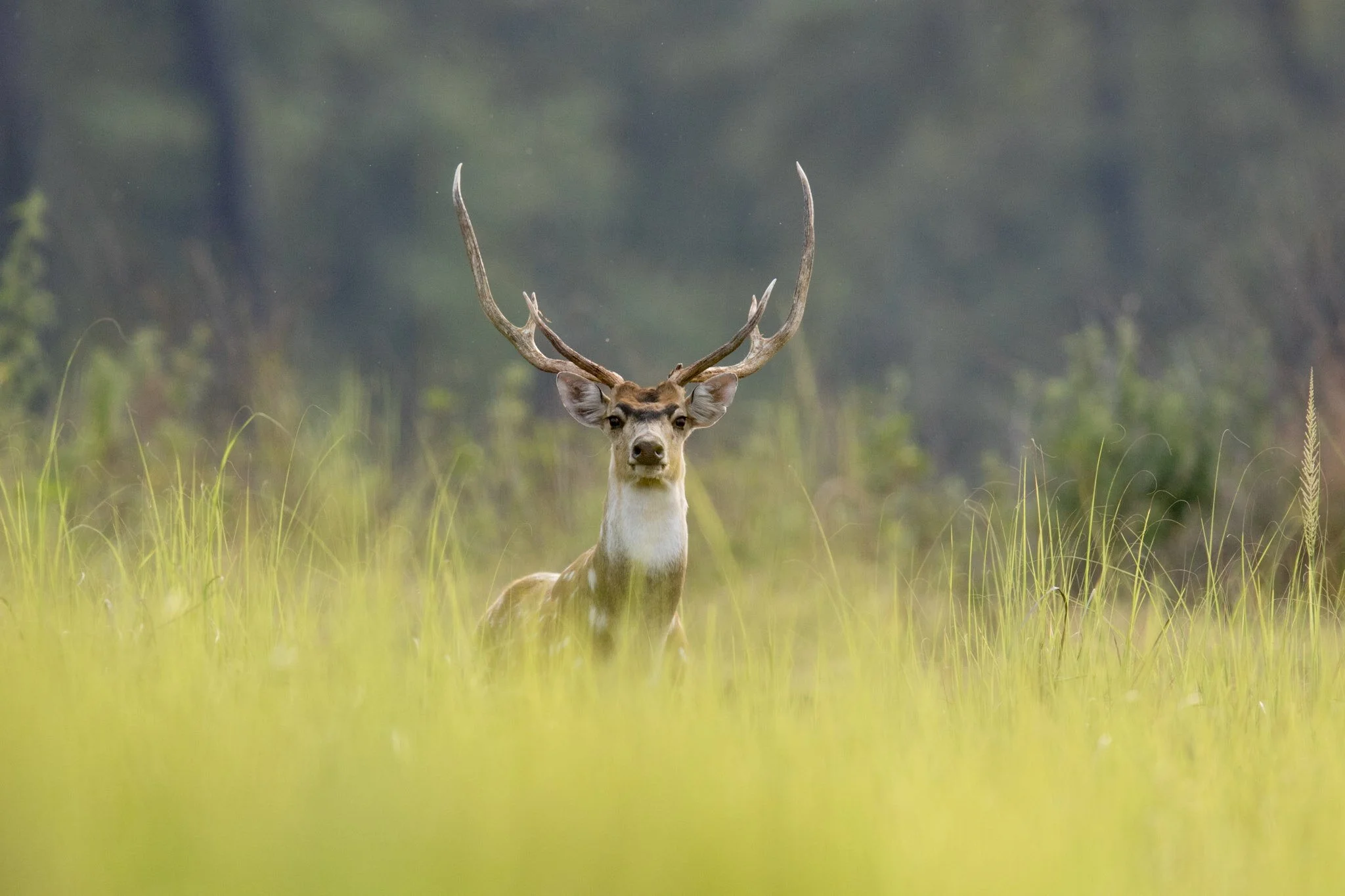 Chital in the grass