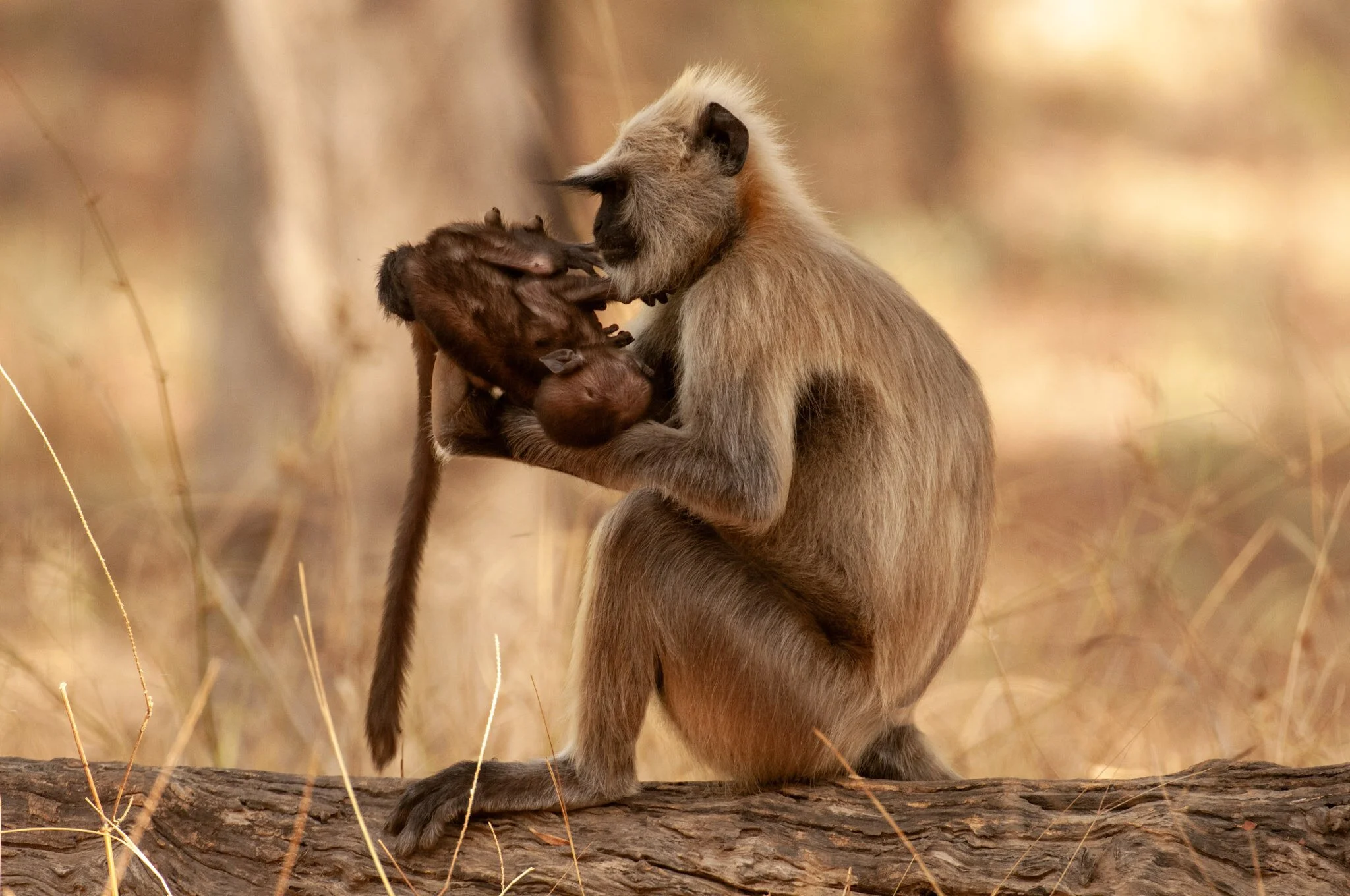 Langur grooming