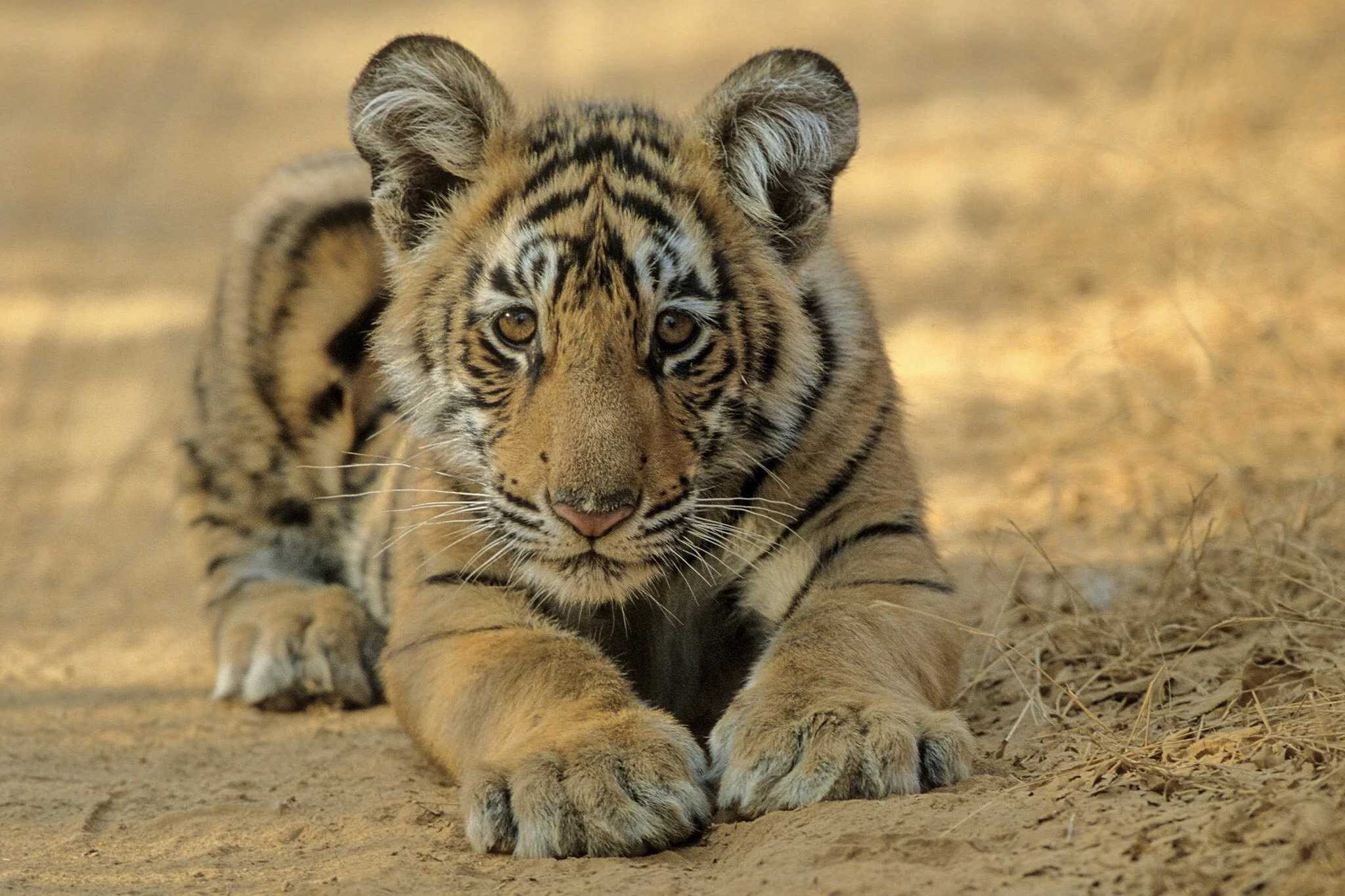 Tiger cub on the road, Ranthambhore (film)