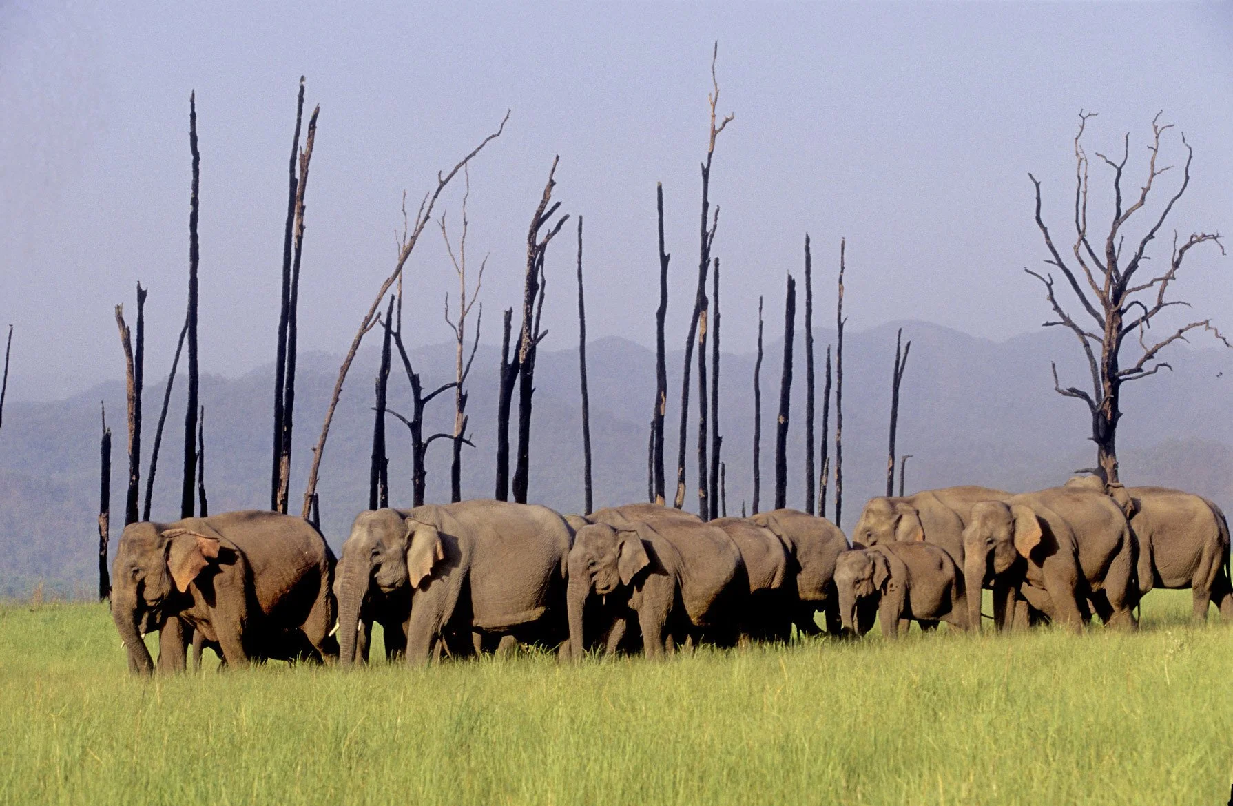 Herd among the dead trees