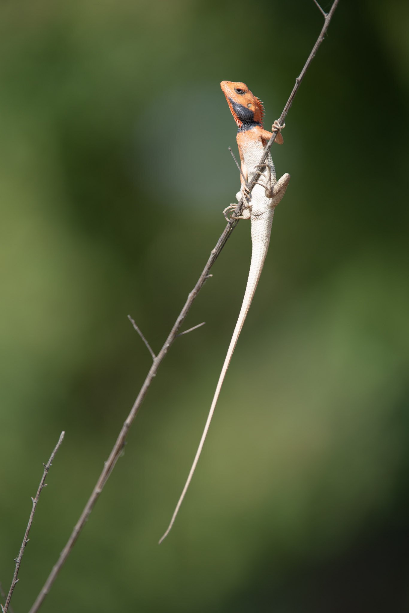 Garden lizard on a twig