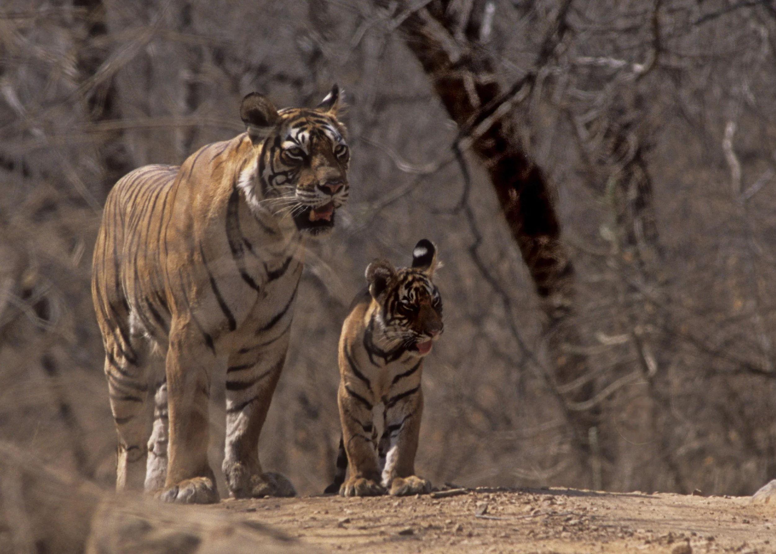 Machli and a cub of the third litter on the forest track · 2005