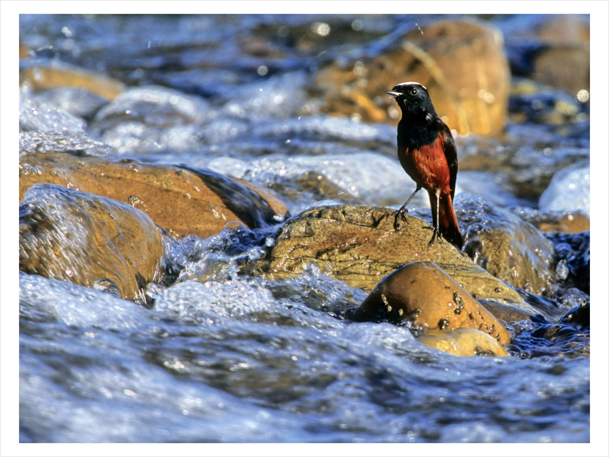 Spotted forktail on the river (film)