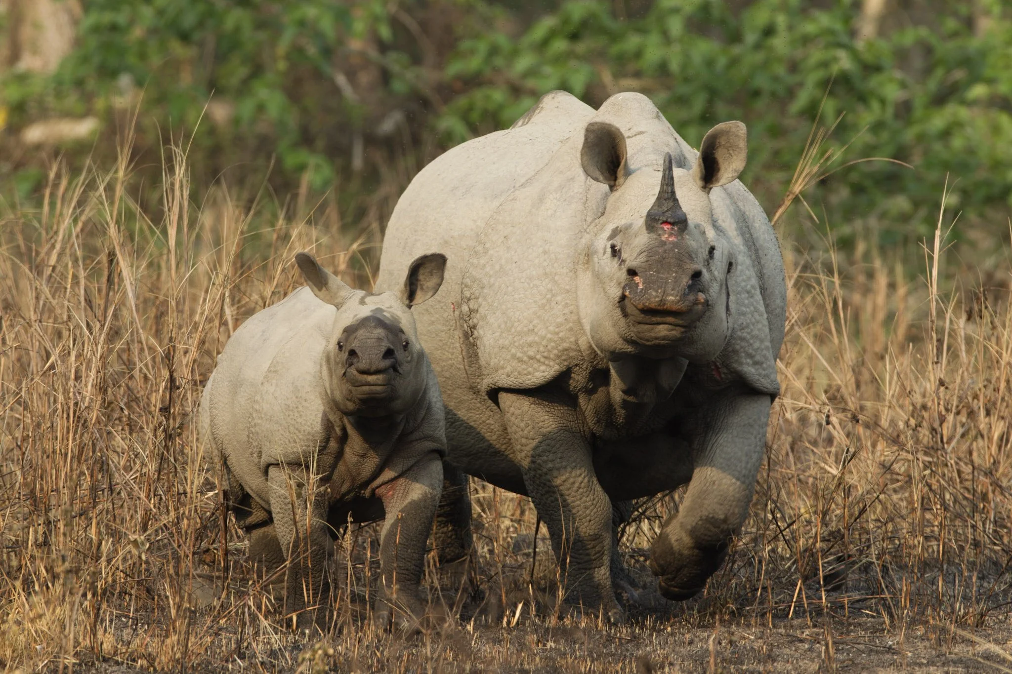 Rhino and calf in the grass