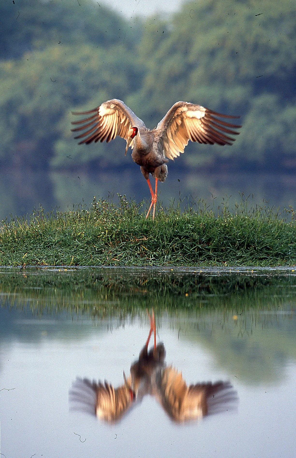 Wings and reflection