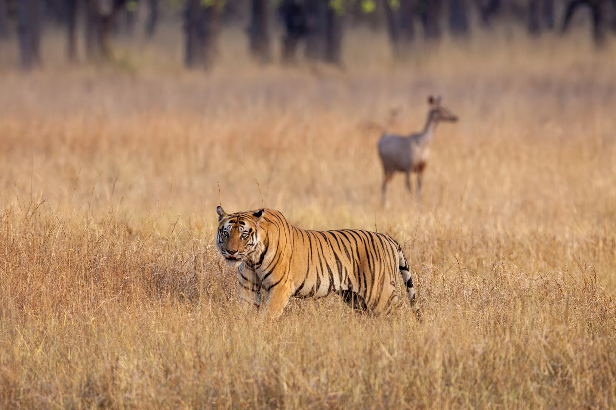 Tiger and sambar in the meadow