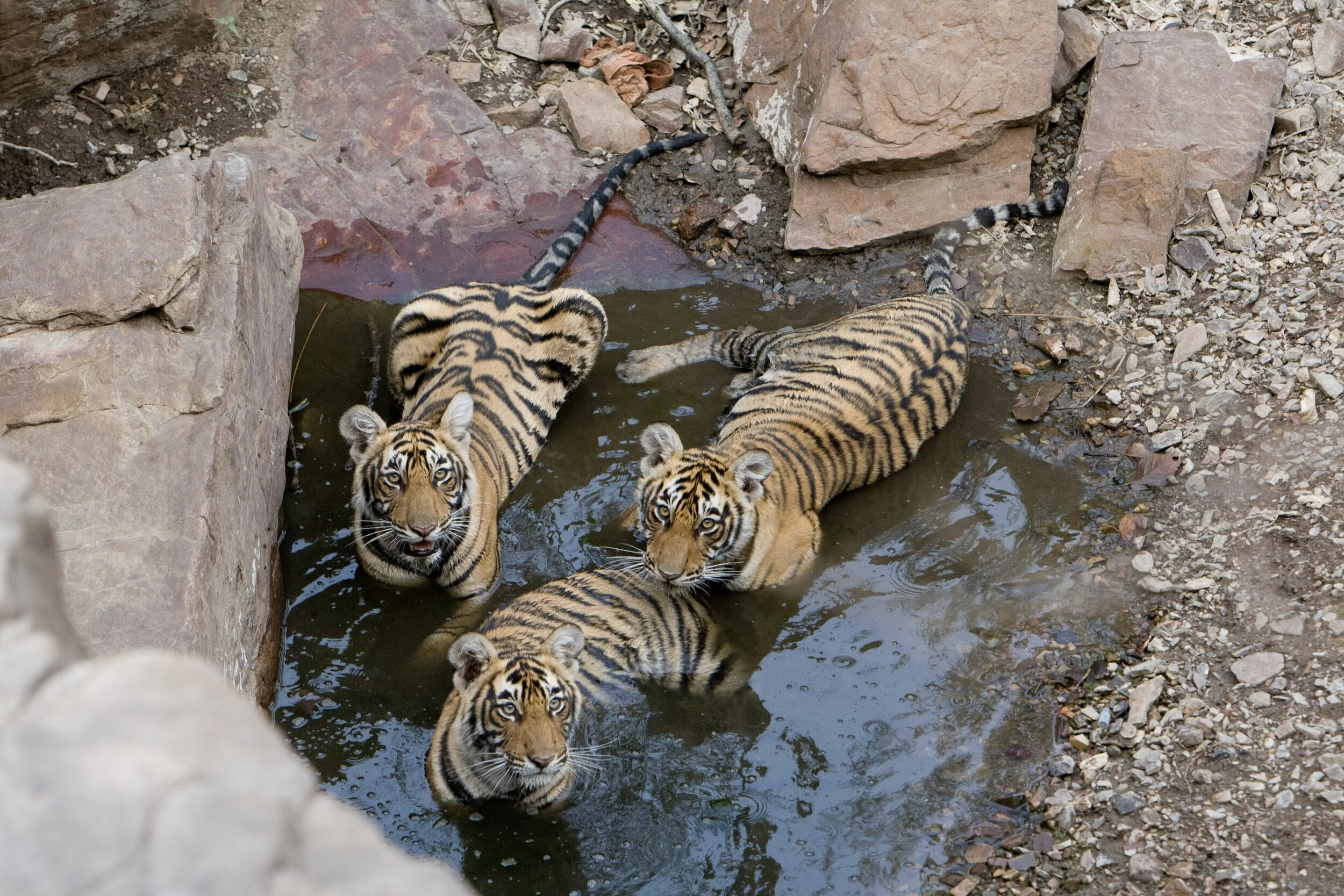Cooling off in a rock pool · 2007