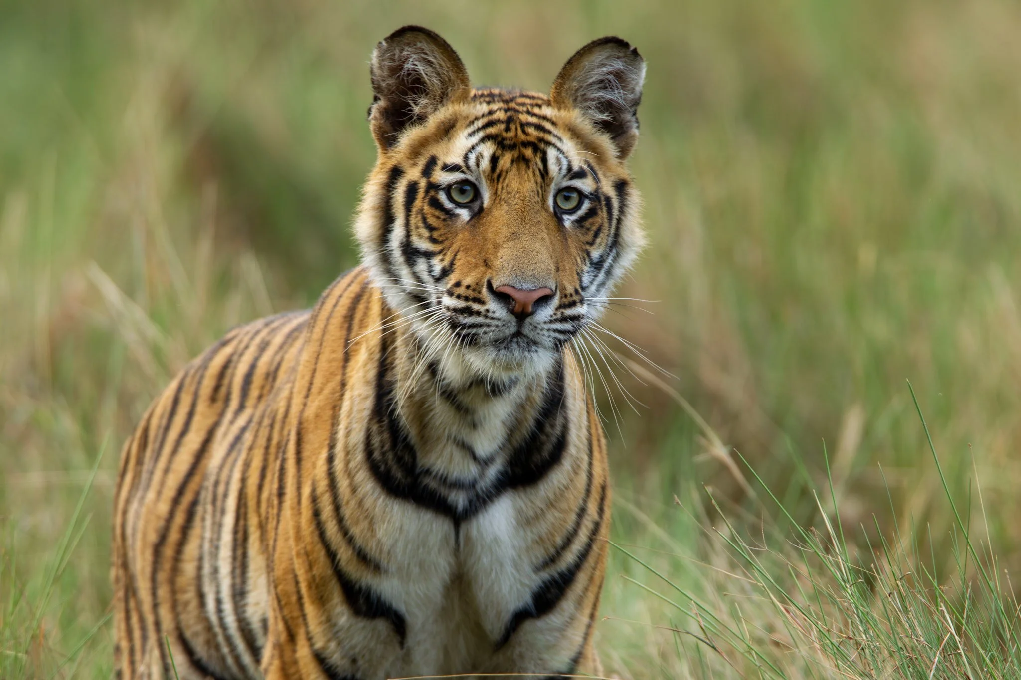 Young tiger in the grass, Bandhavgarh, 2010