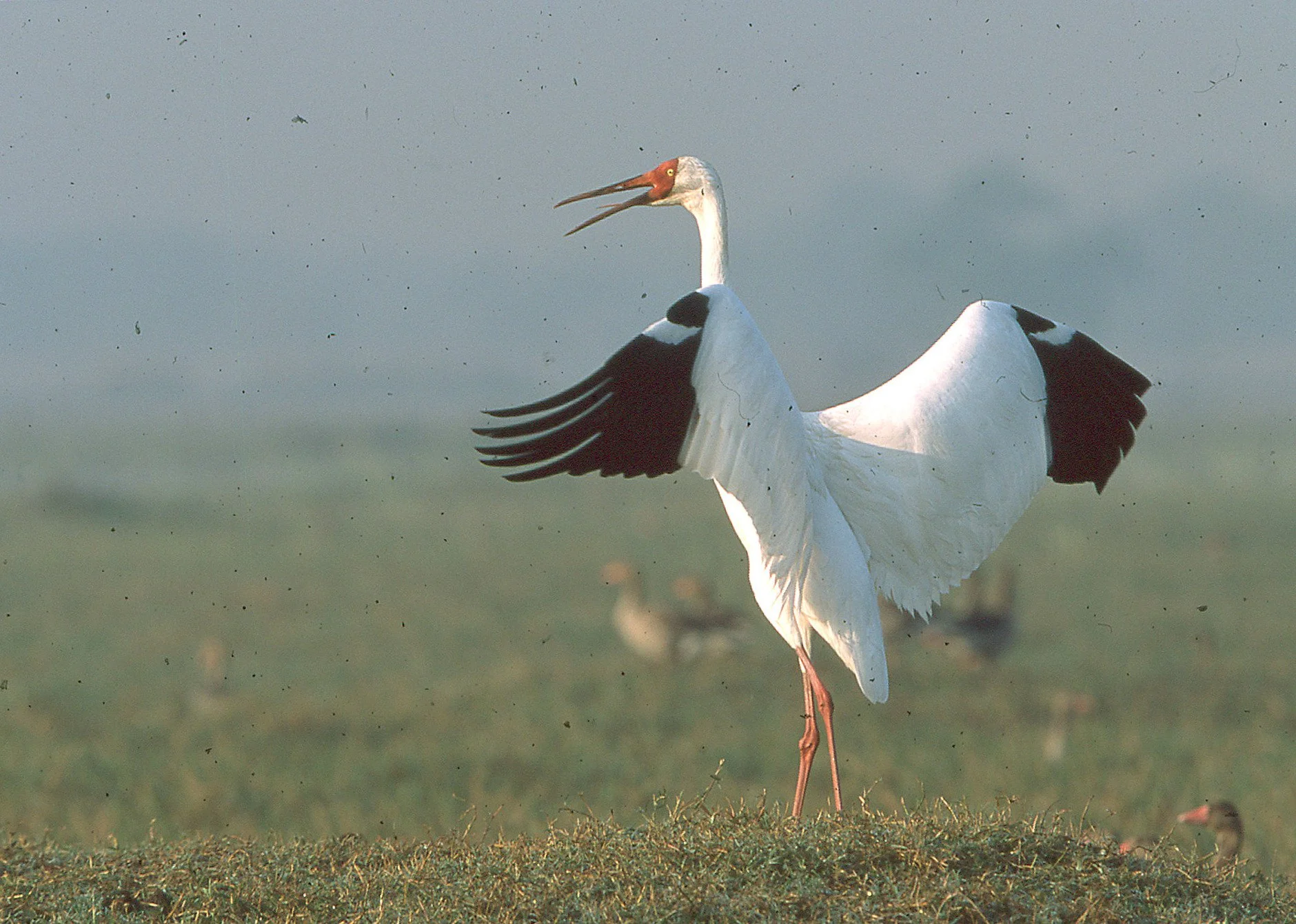Siberian crane dancing, Keoladeo