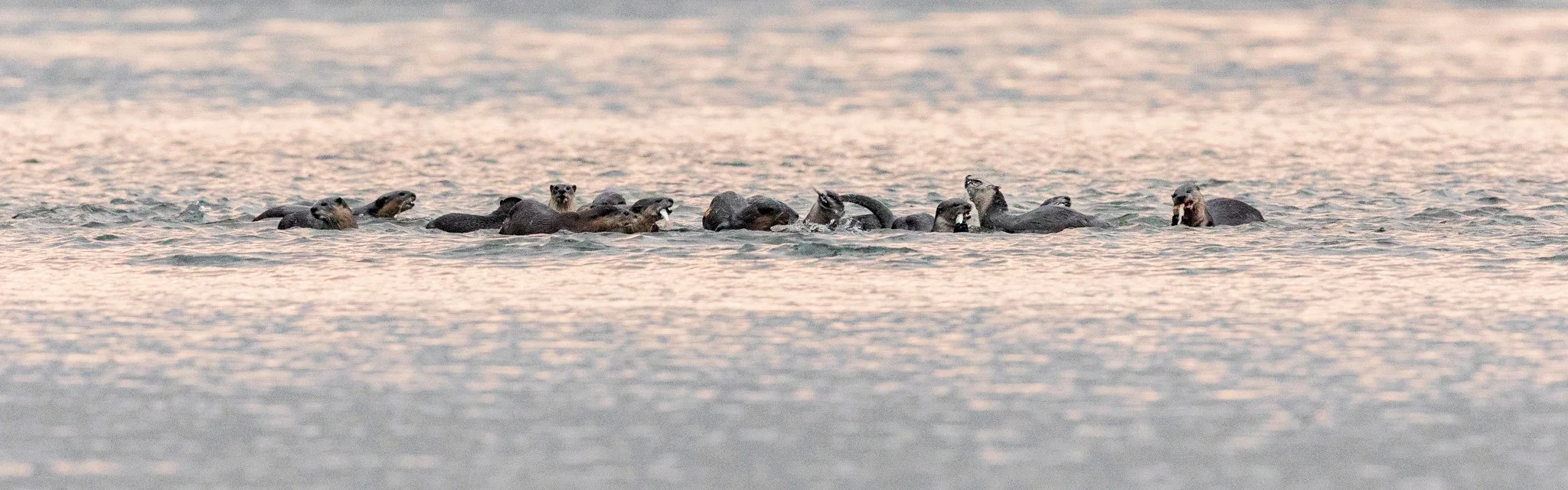 The family crosses the river at dawn