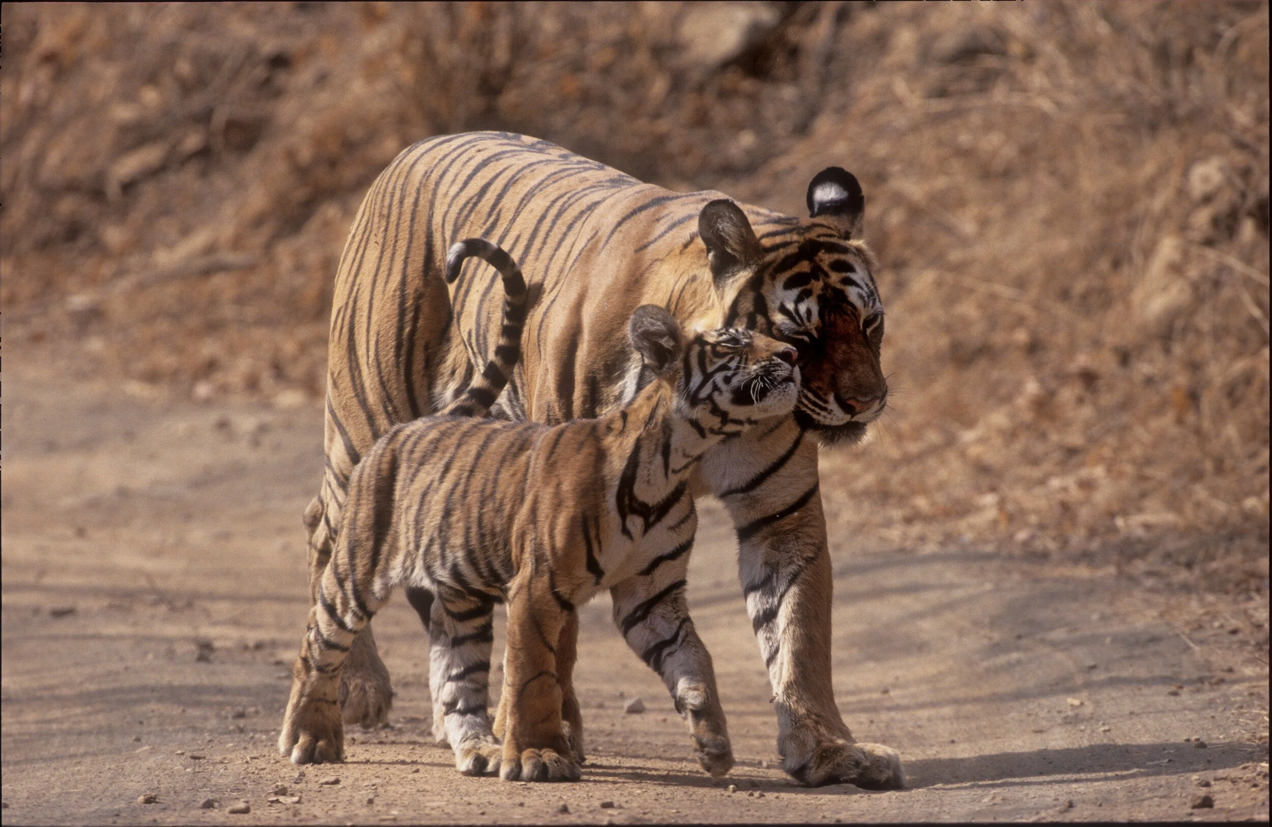 Machli walking the track with a cub of her third litter · 2005