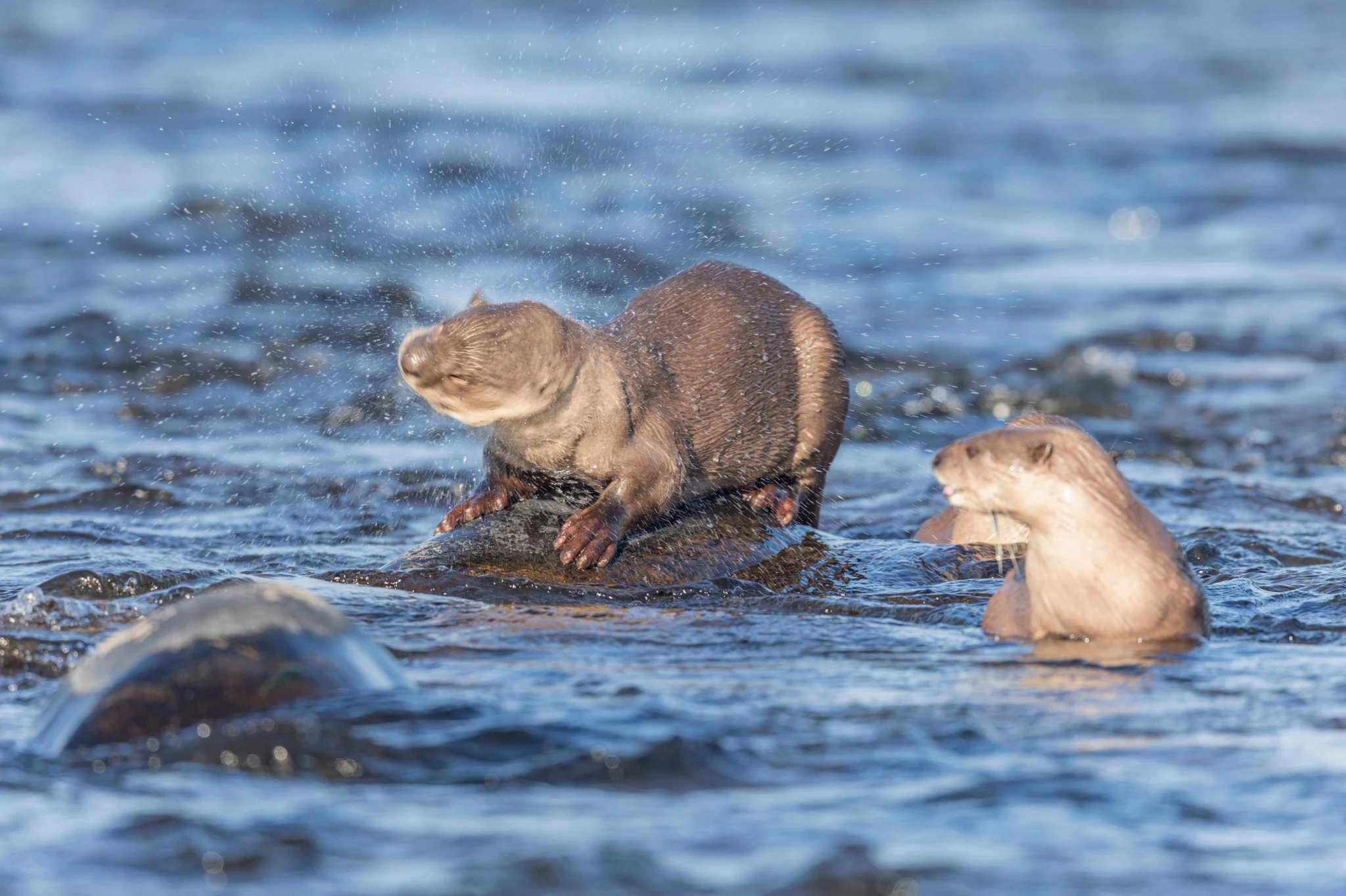 One on a rock, one calling from the water