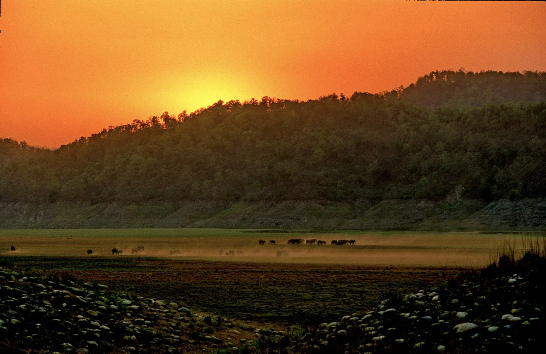 The Ramganga at golden hour (film)