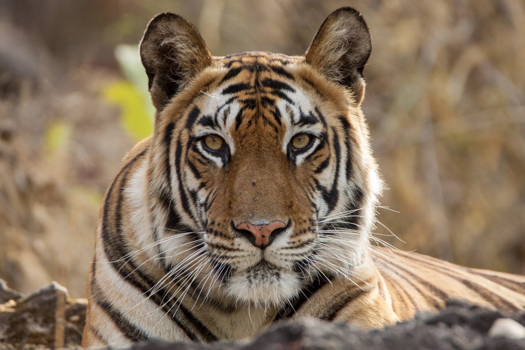 Tigers