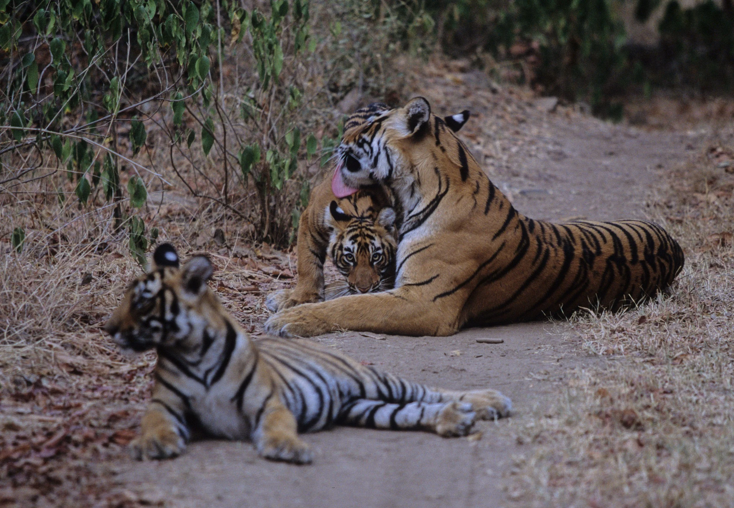 Machli with Jhumroo and Jhumree · 2003
