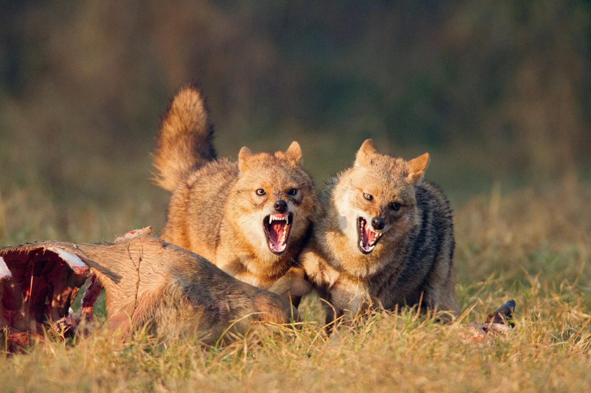 The Carcass: golden jackals at a kill