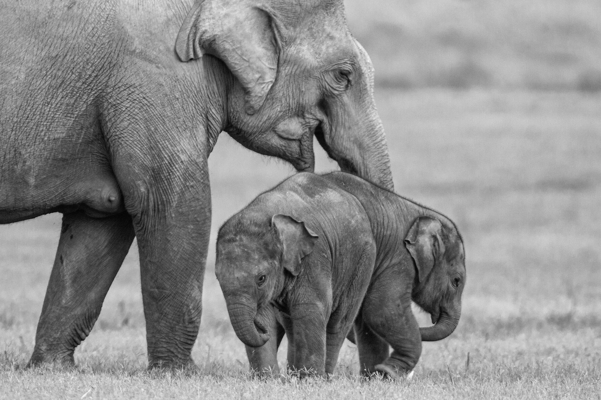 Mother and calf, black and white