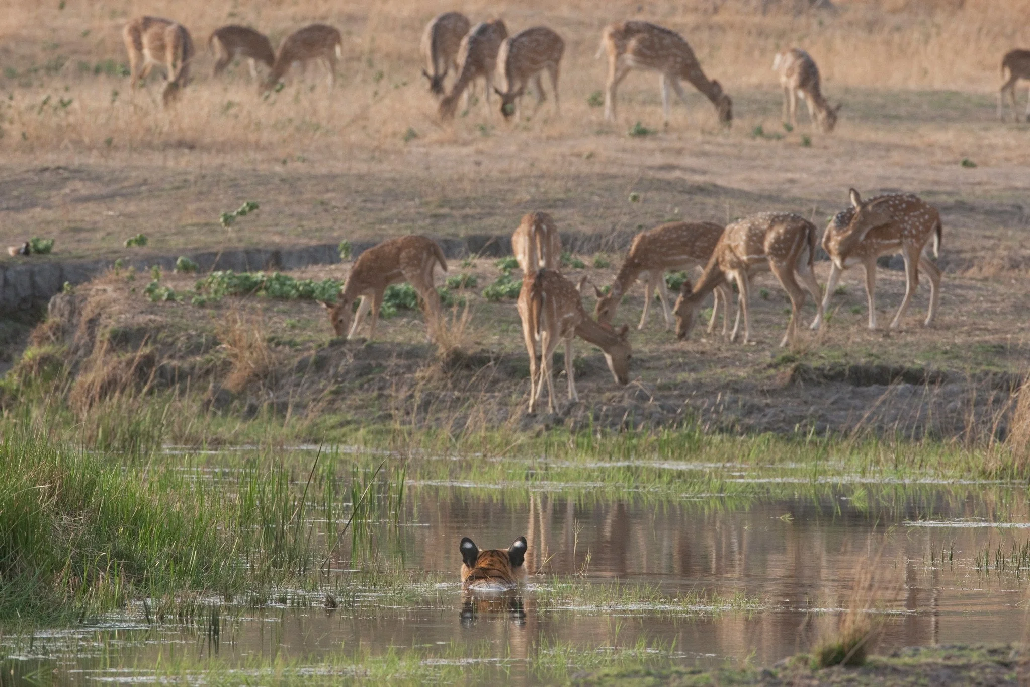 The whole herd grazing just above the hidden tiger