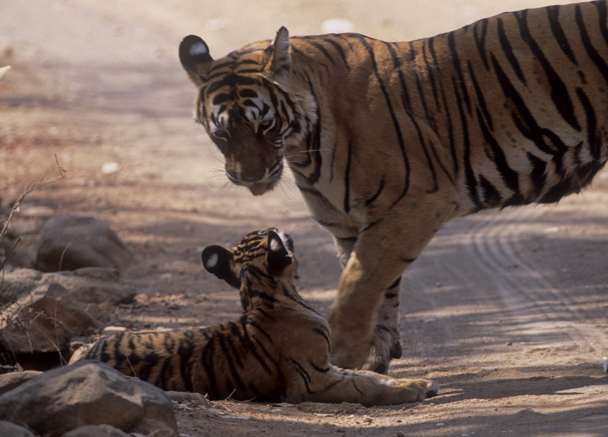 Tigress and cub on the track, Ranthambhore (film)
