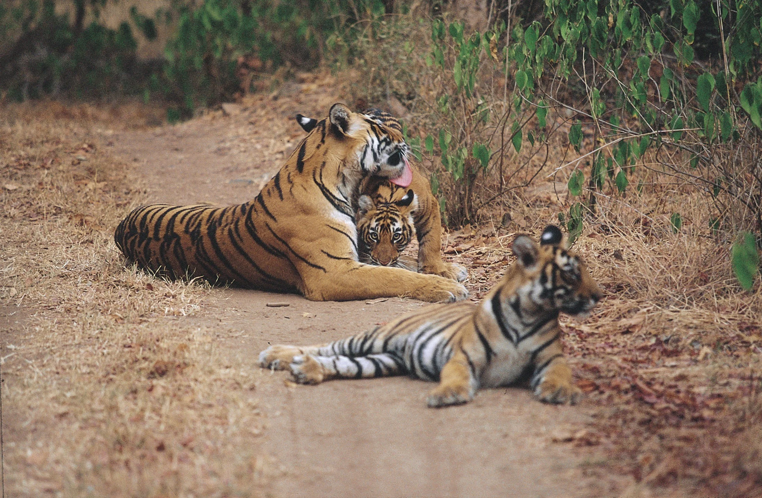 The family resting on the track · 2003