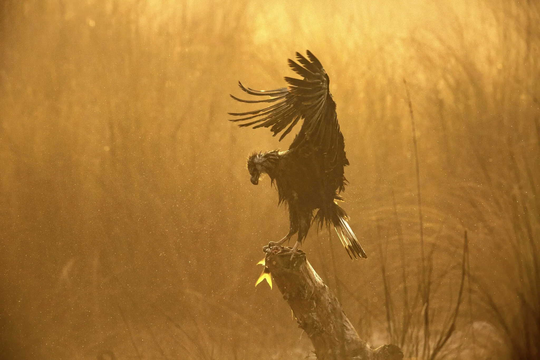 Eagle in the golden mist