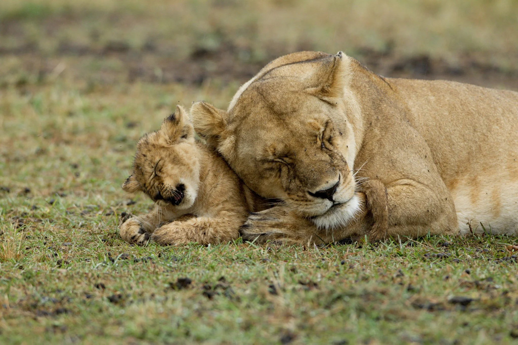 Lioness and cub, Masai Mara