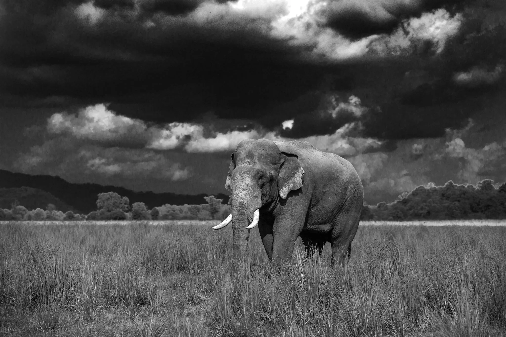 Solitary tusker under storm clouds, Corbett, 2016