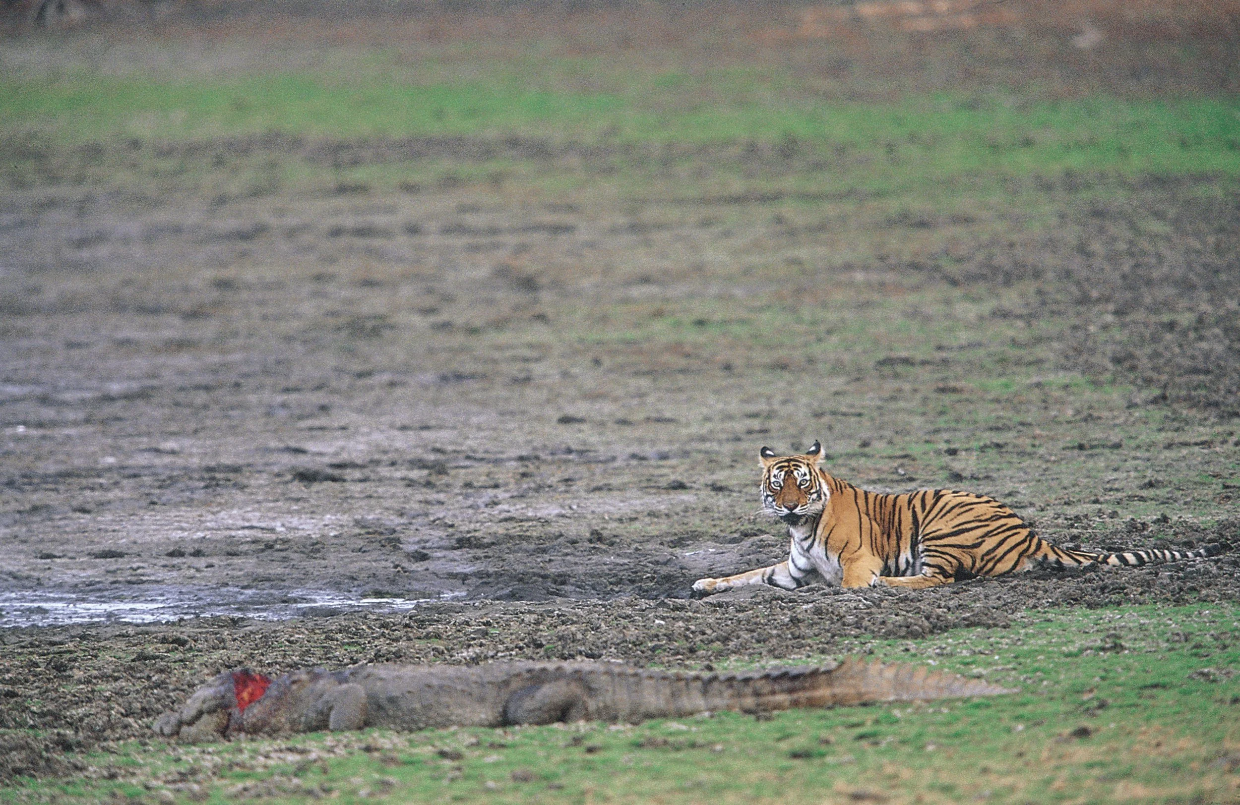 Resting beside the crocodile on the dry bed of the lake · 2003