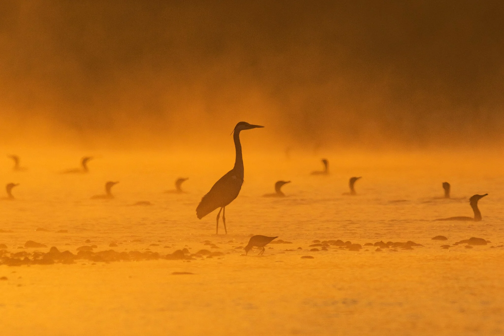 Winter morning, Keoladeo, 2016