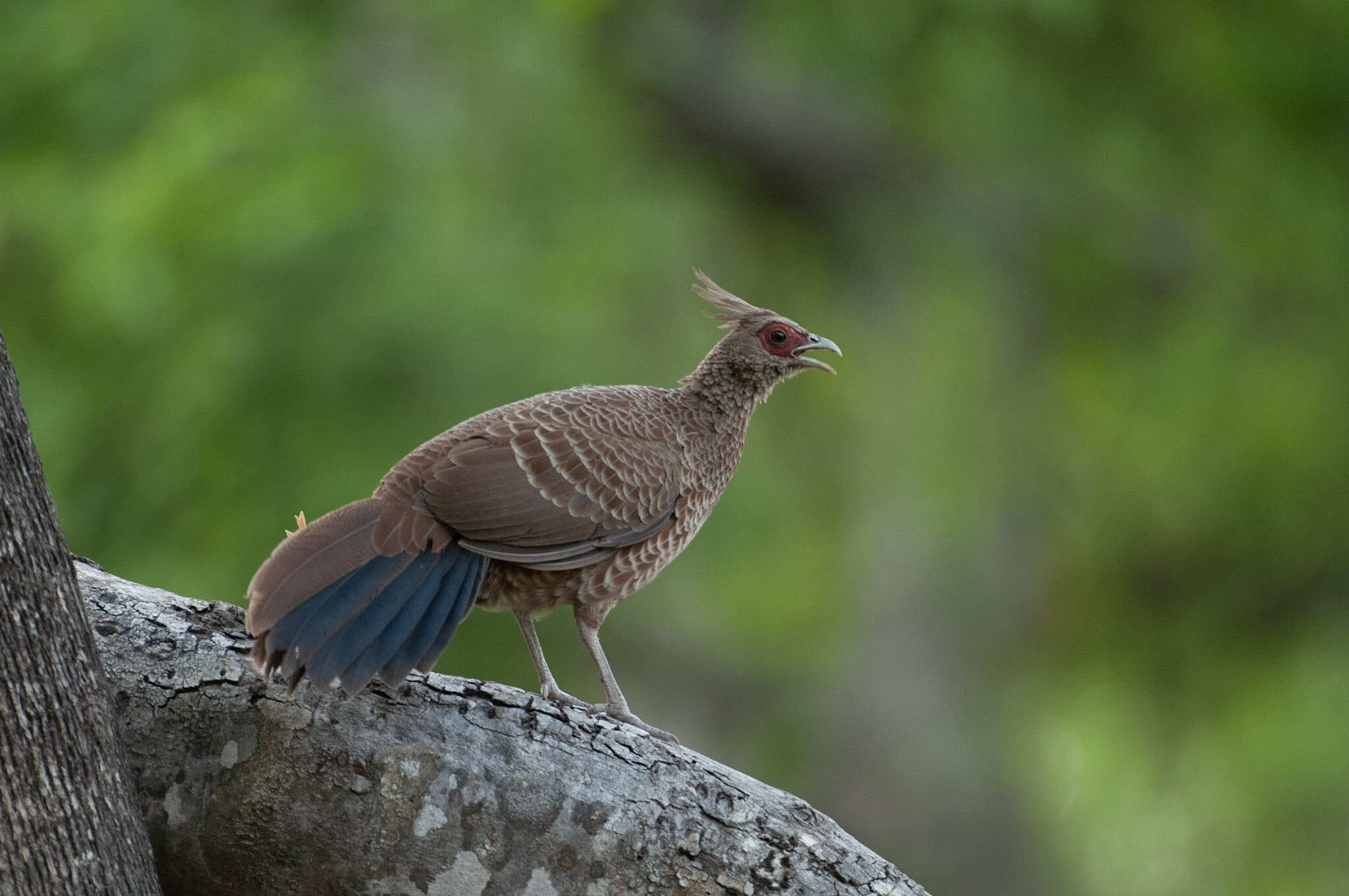 Kalij pheasant
