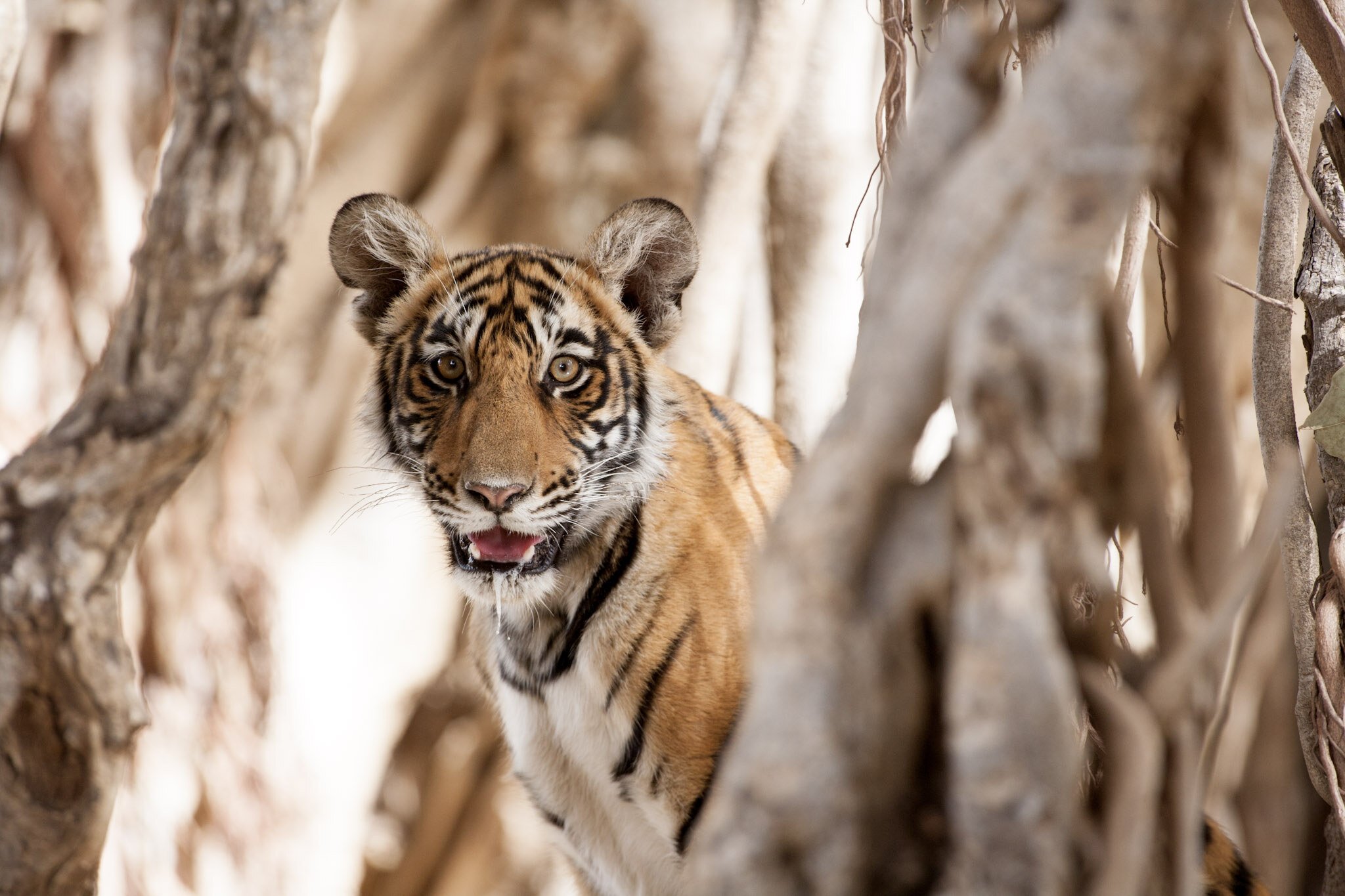 Tiger cub among the roots, 2007