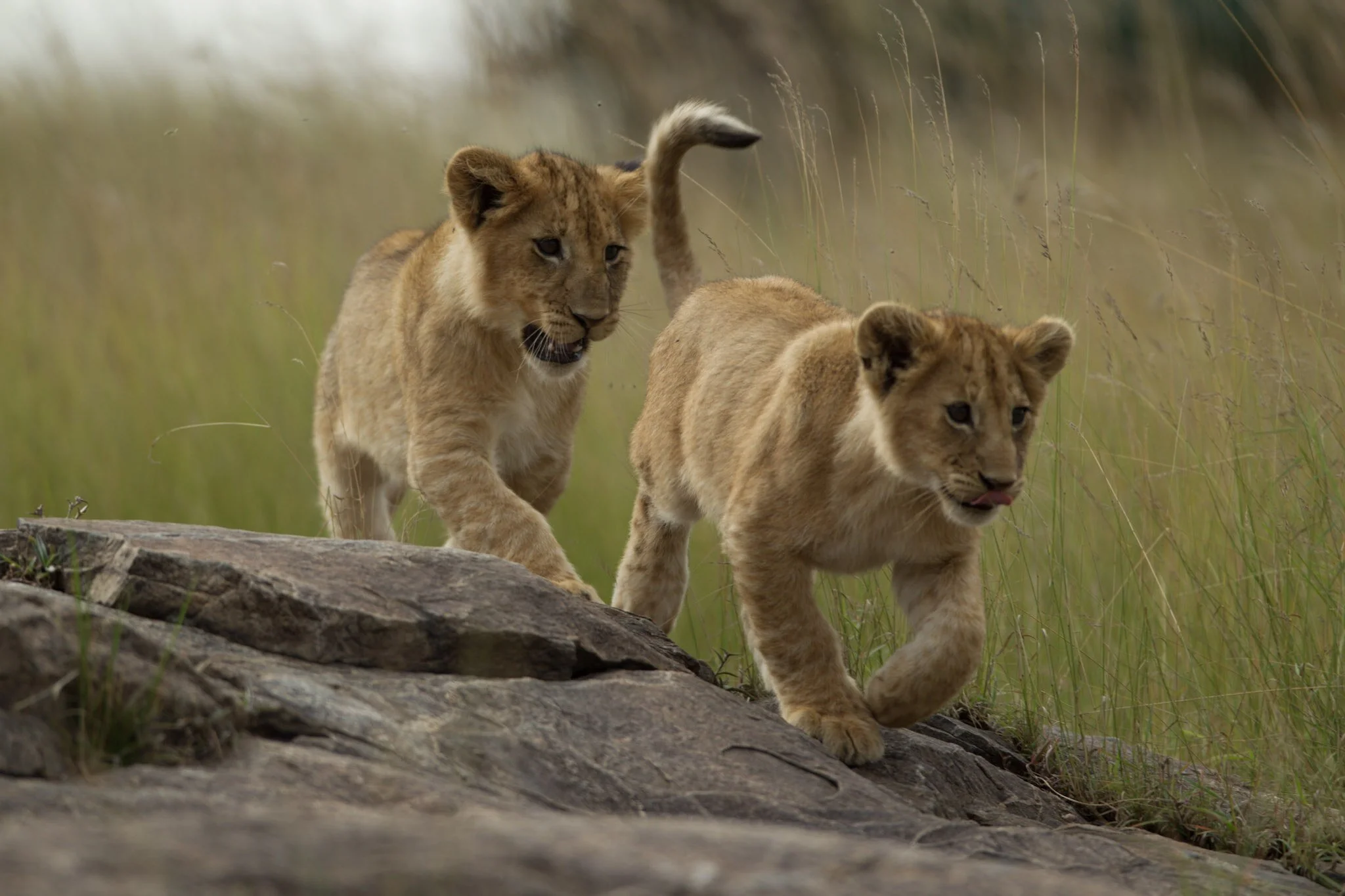 Lion cubs on the rock