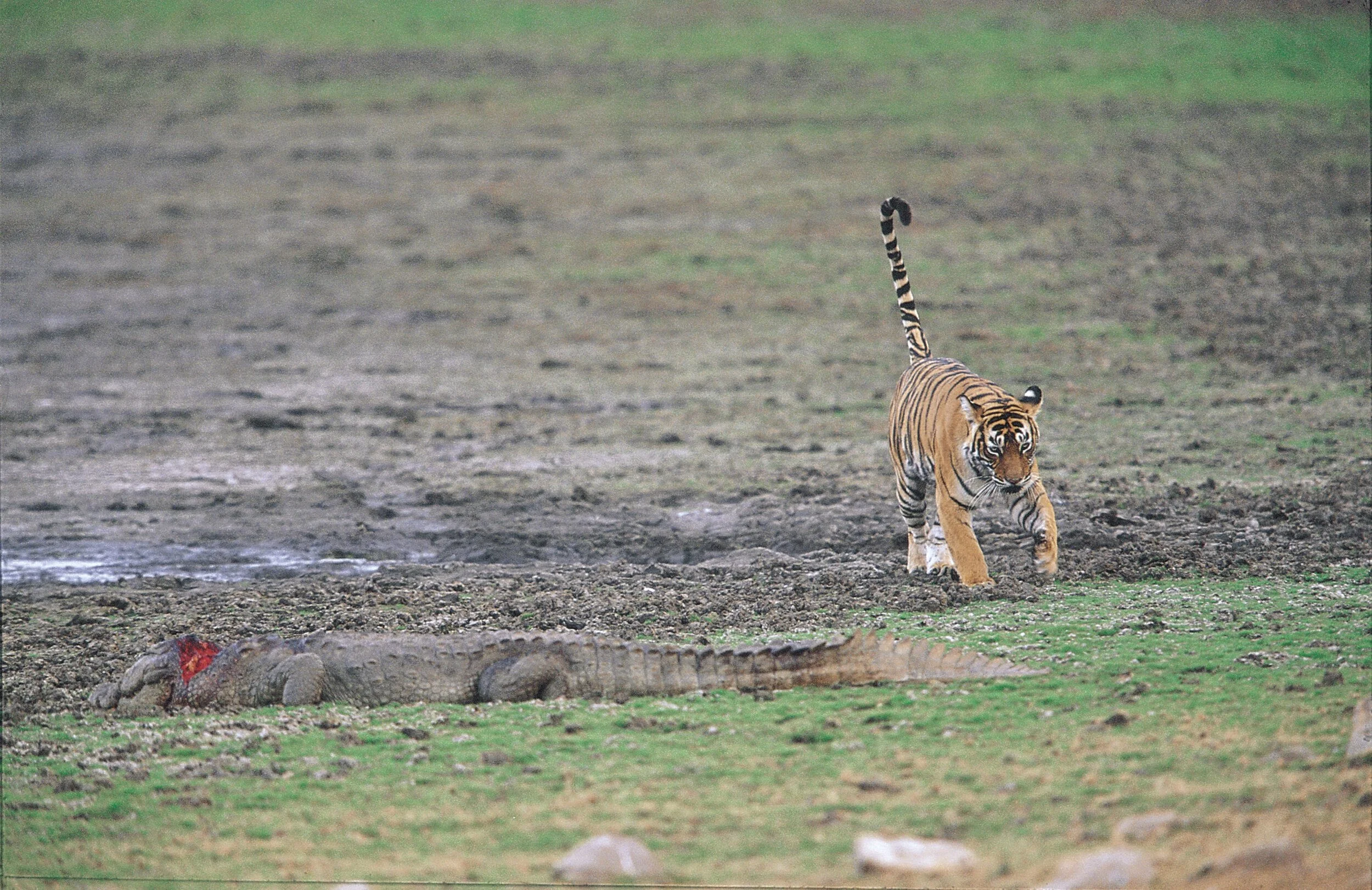 Walking away from the kill · 2003