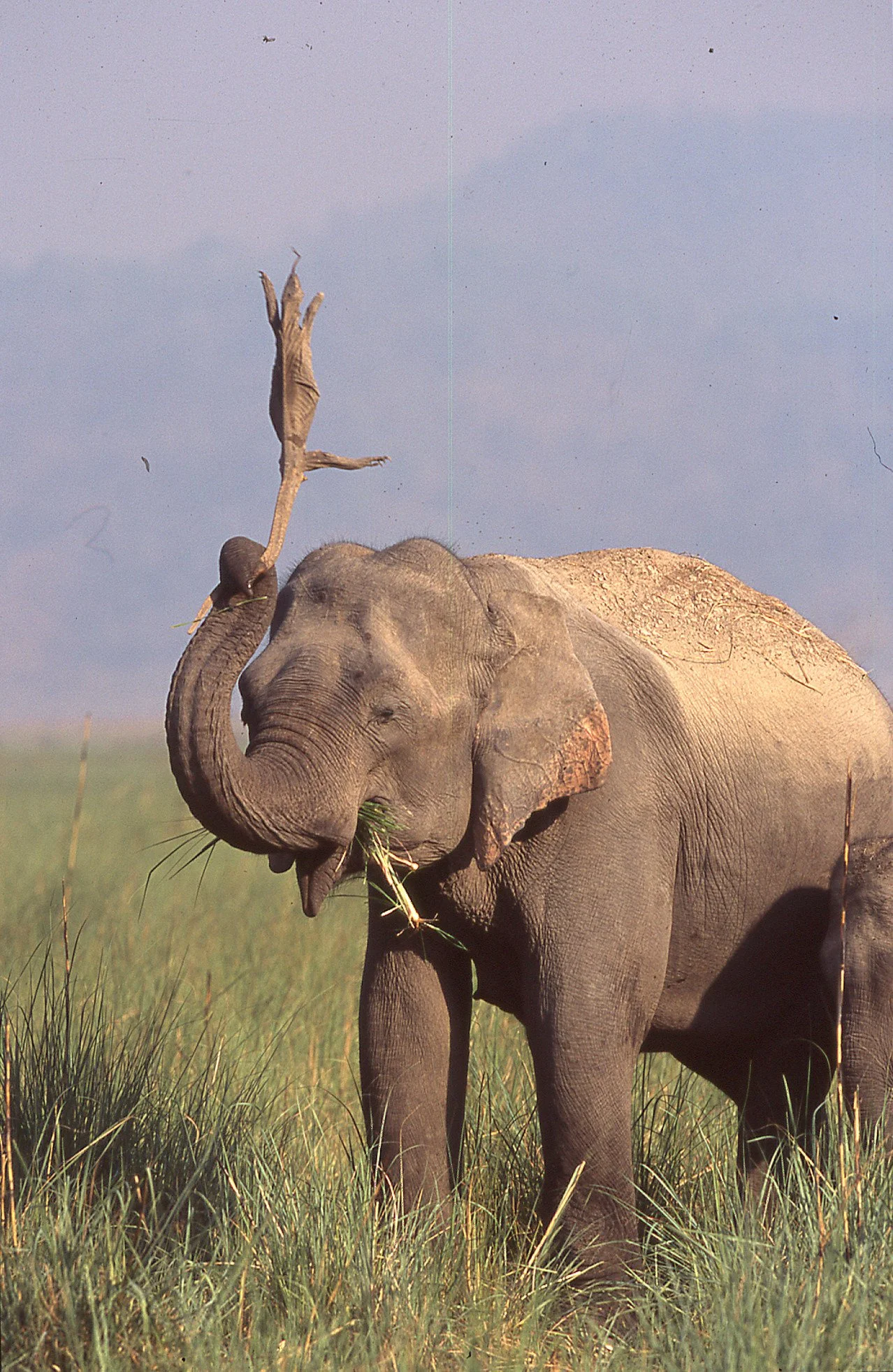 Madhuri: the elephant and the monitor lizard