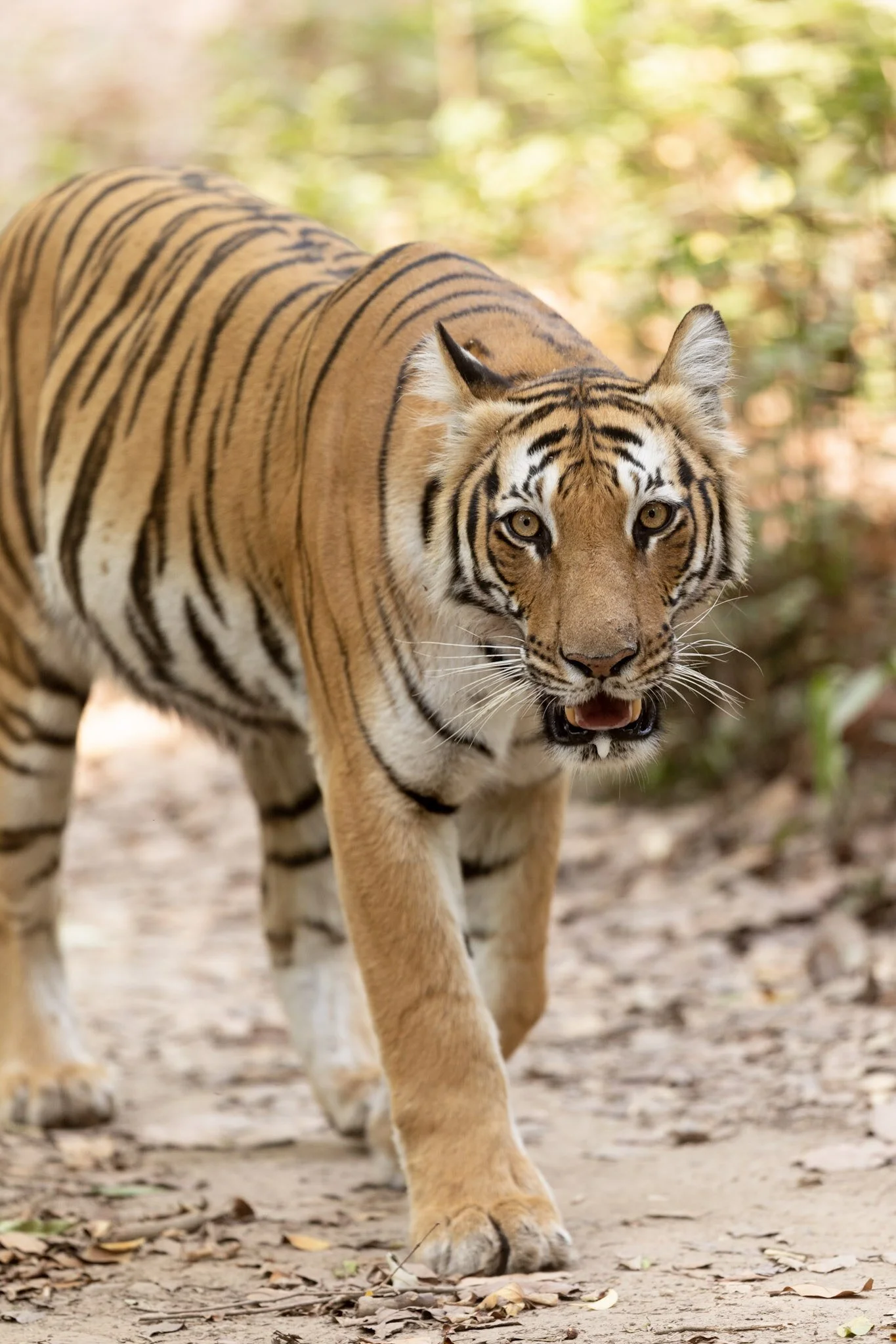 Tiger approaching, Corbett, 2018