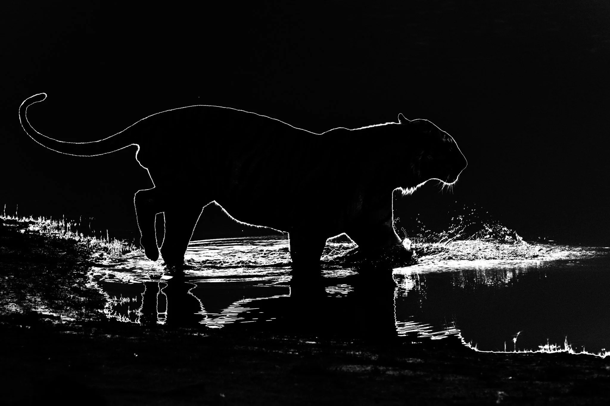 Tiger, rim-lit, black and white, 2013