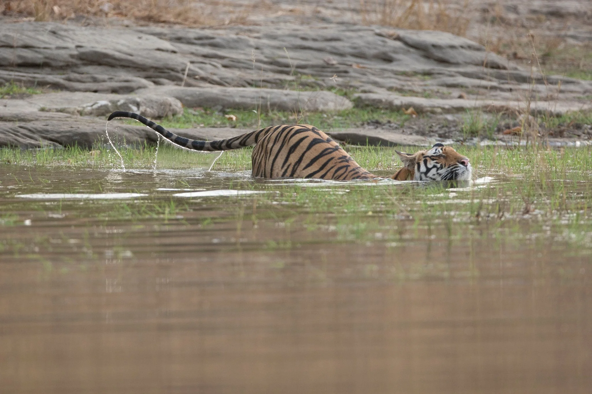The tiger slides into the pool