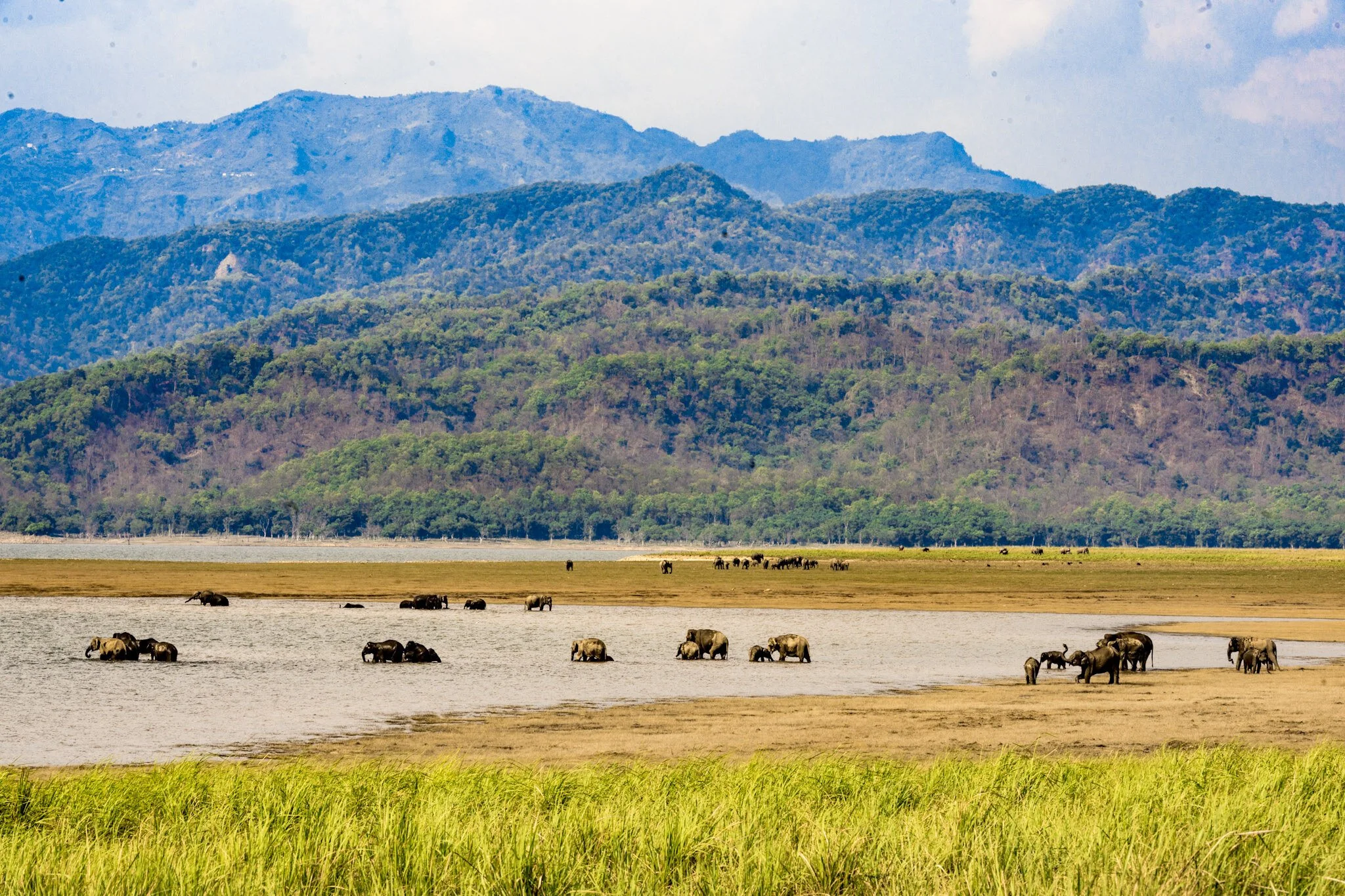 Dhikala grassland herd, 2014