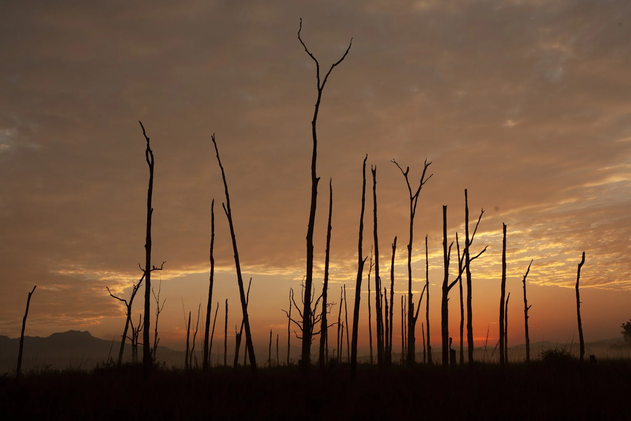 Dead trees at sunset