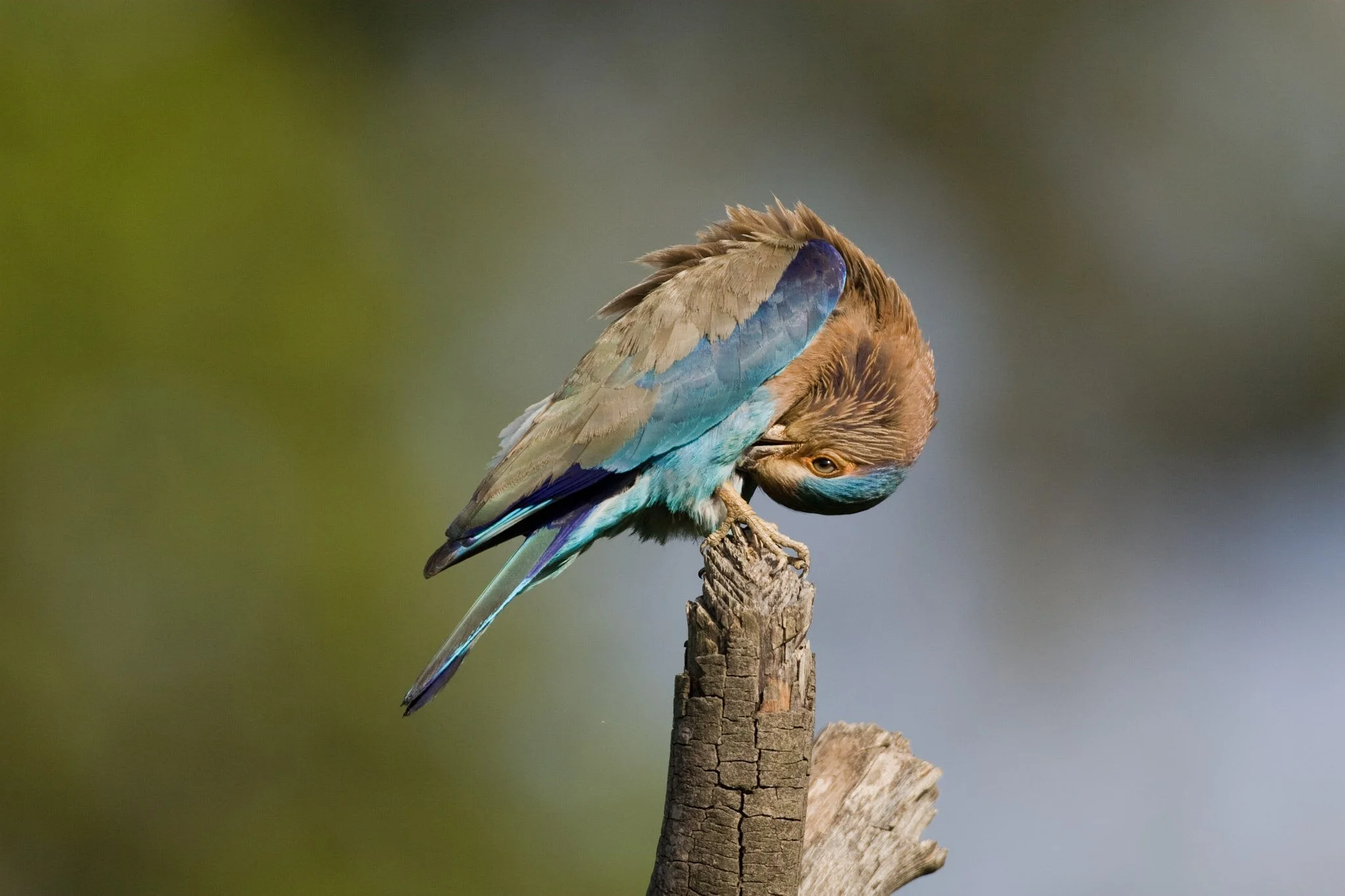 Indian roller