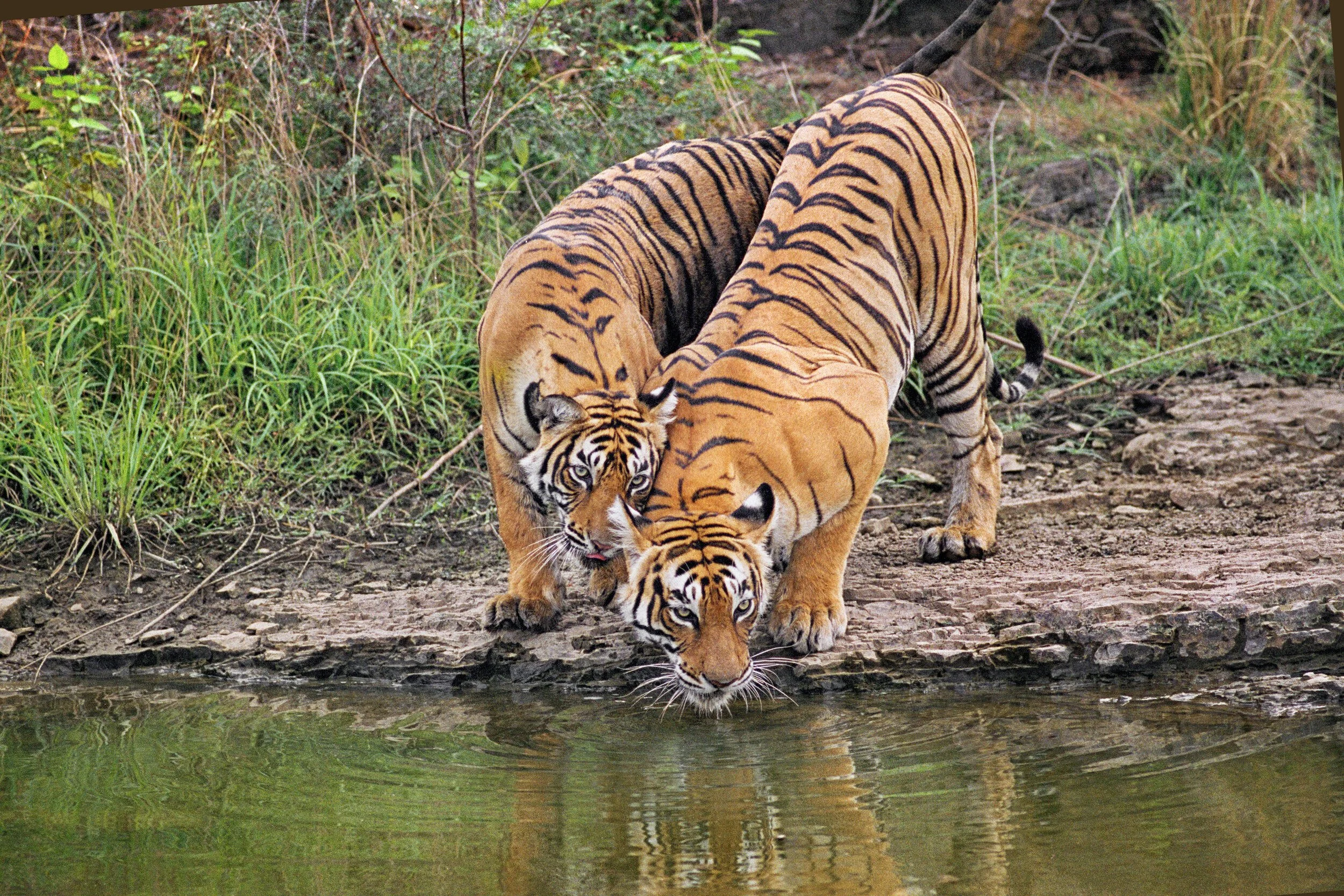 Machli, not yet two, with her mother at the water · Ranthambhore, 1998 · Photograph by Sahil Dhingra