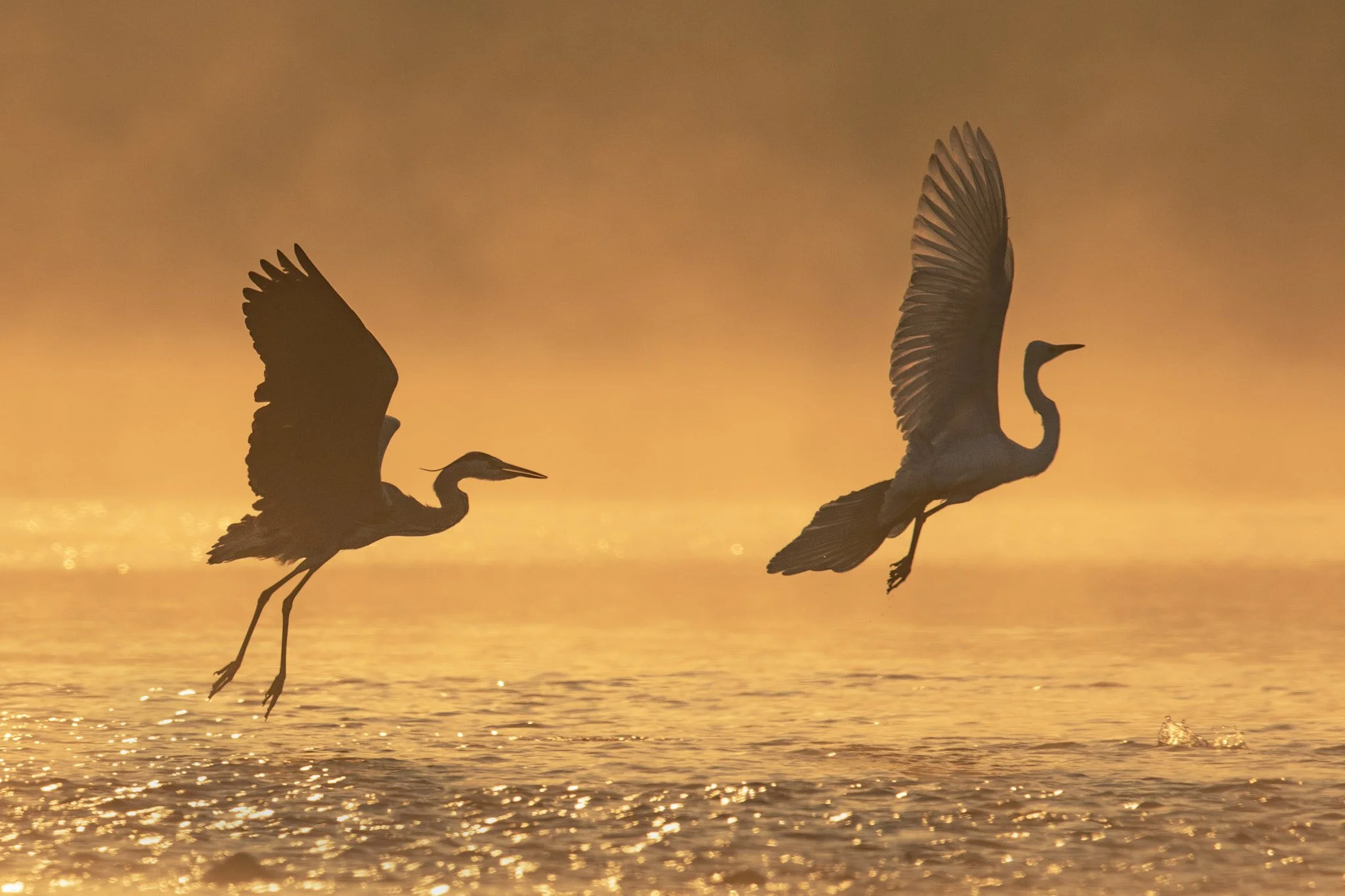Herons at dawn